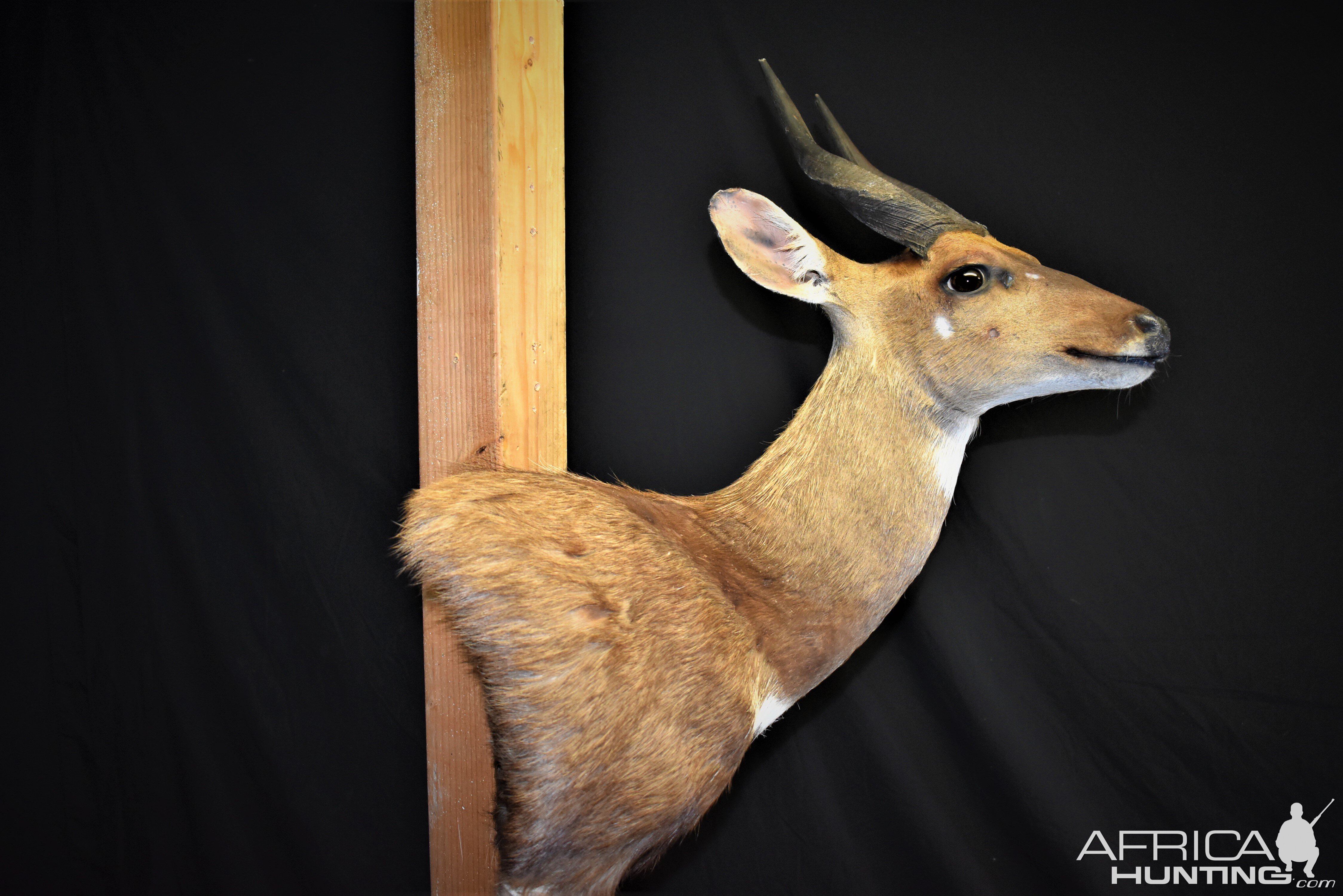 Bushbuck Shoulder Mount Taxidermy