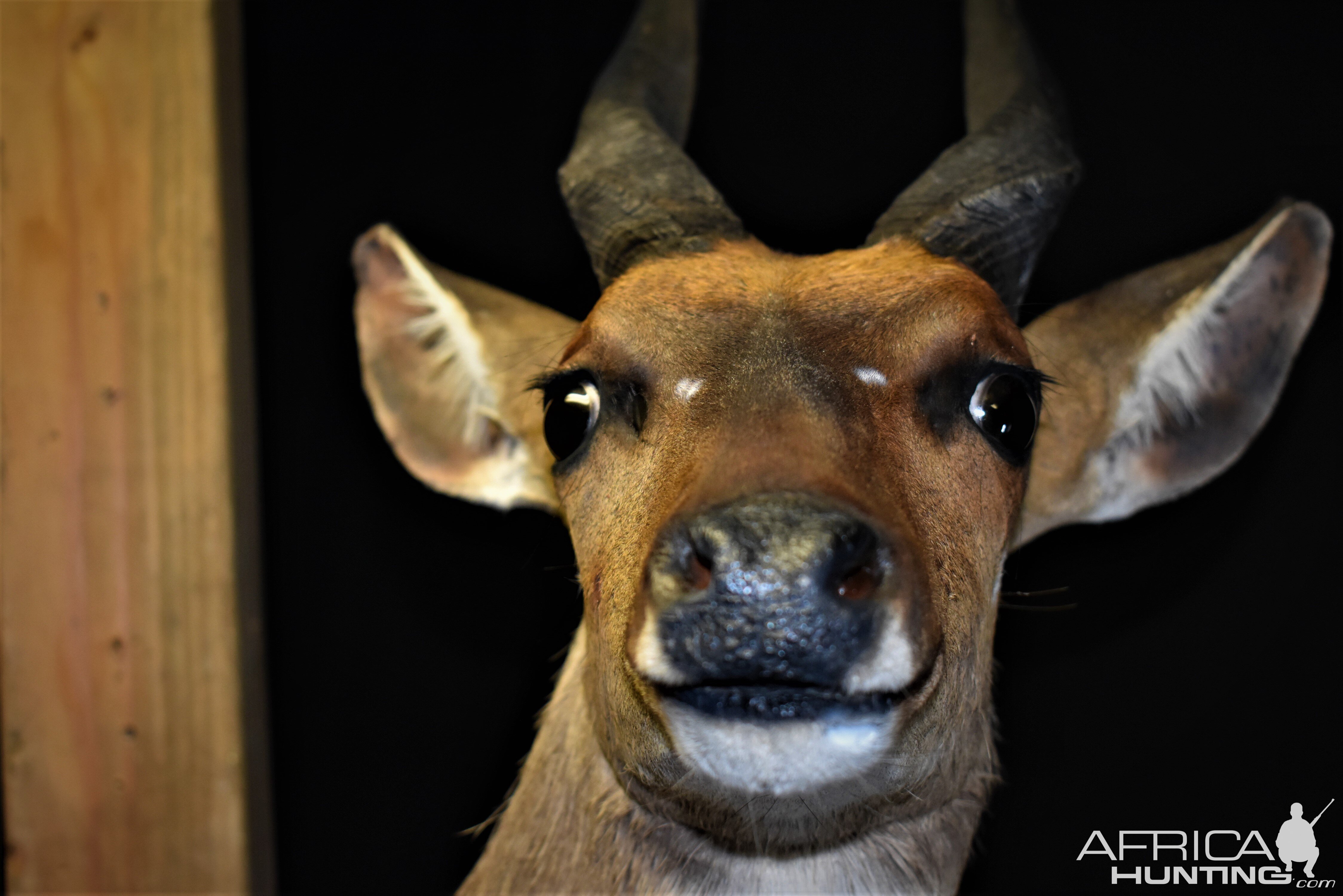 Bushbuck Shoulder Mount Taxidermy