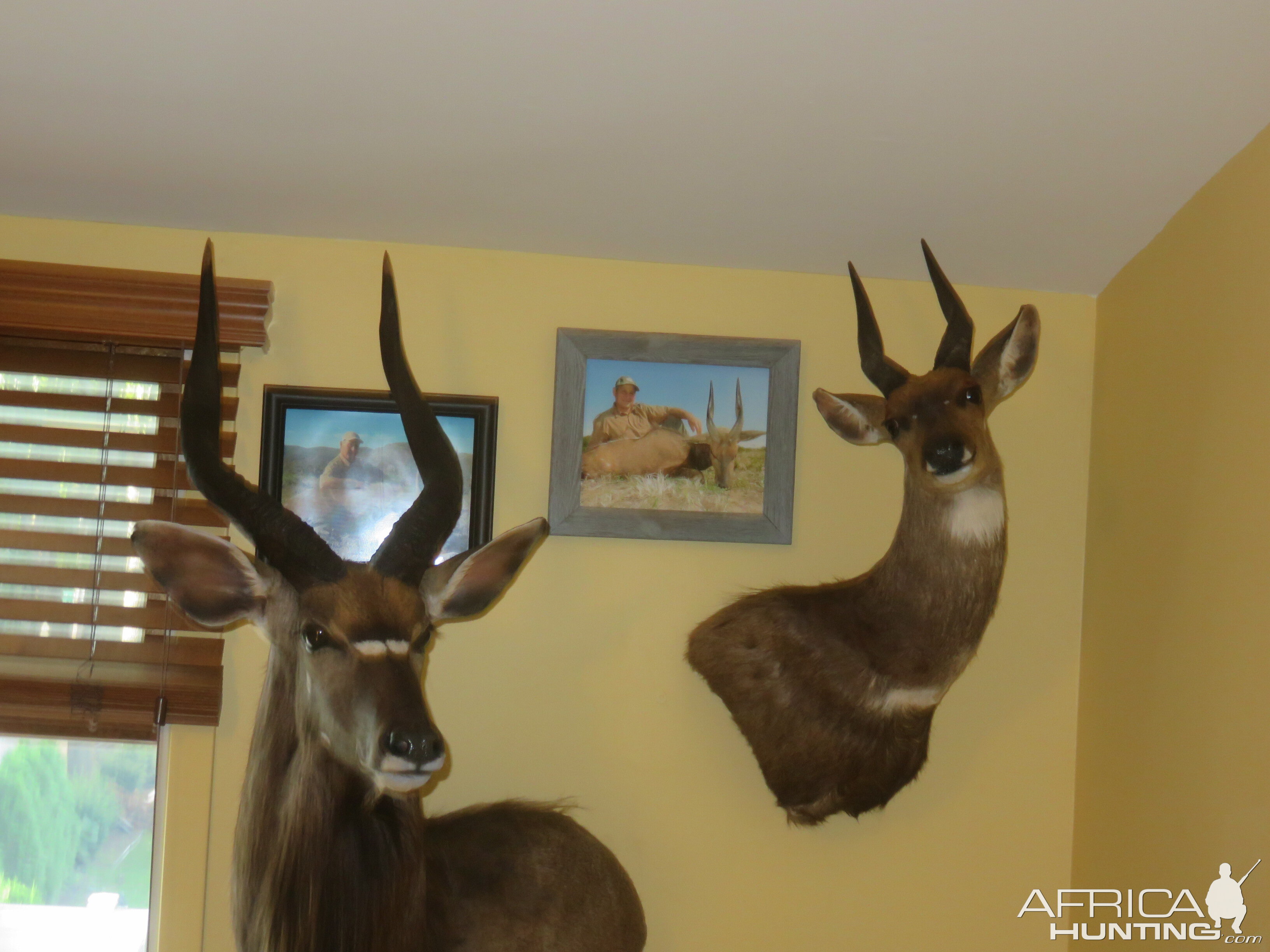 Bushbuck Shoulder Mount Taxidermy