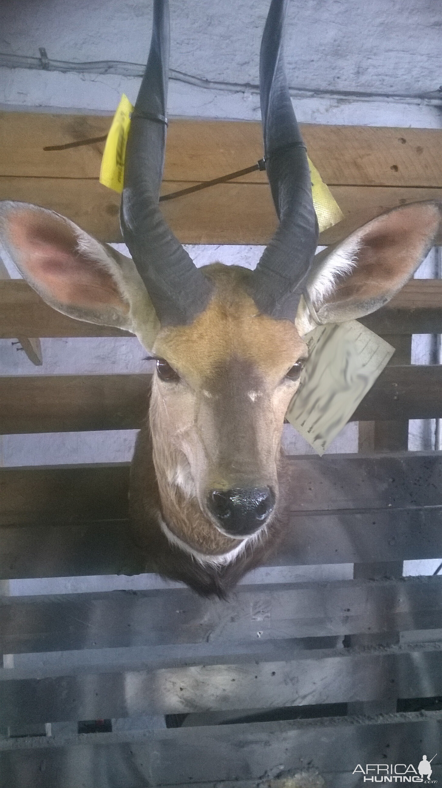 Bushbuck Shoulder Mount Taxidermy