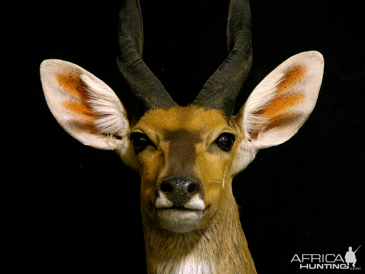 Bushbuck Shoulder Mount Taxidermy