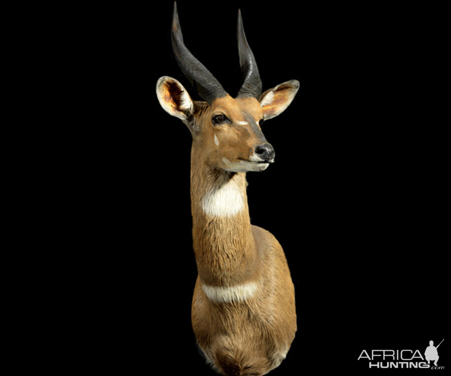 Bushbuck Shoulder Mount Taxidermy