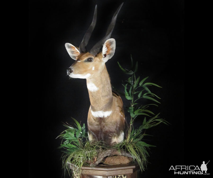 Bushbuck Shoulder Pedestal Mount Taxidermy