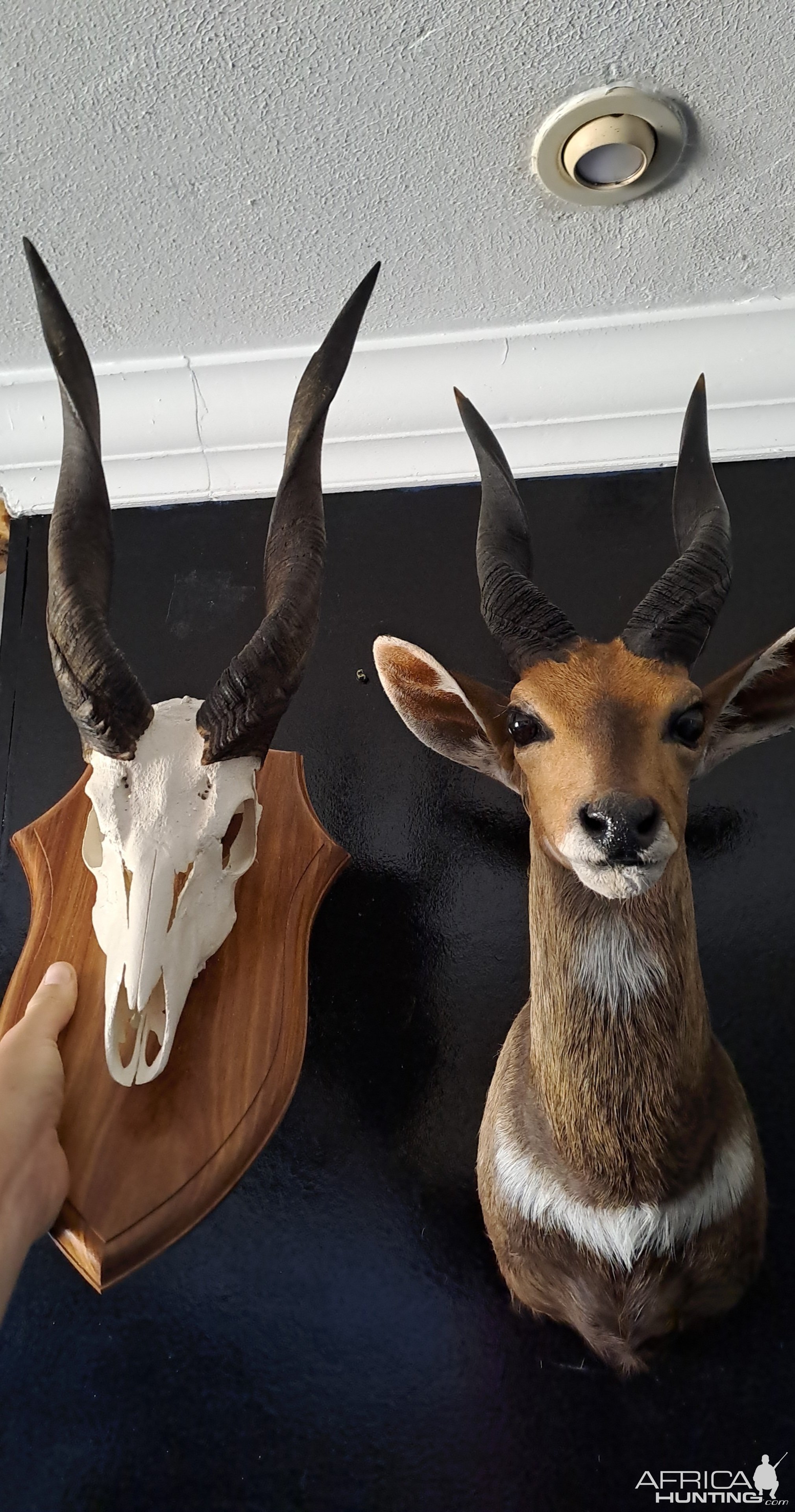 Bushbuck Skull Shield Mount & Shoulder Mount Taxidermy