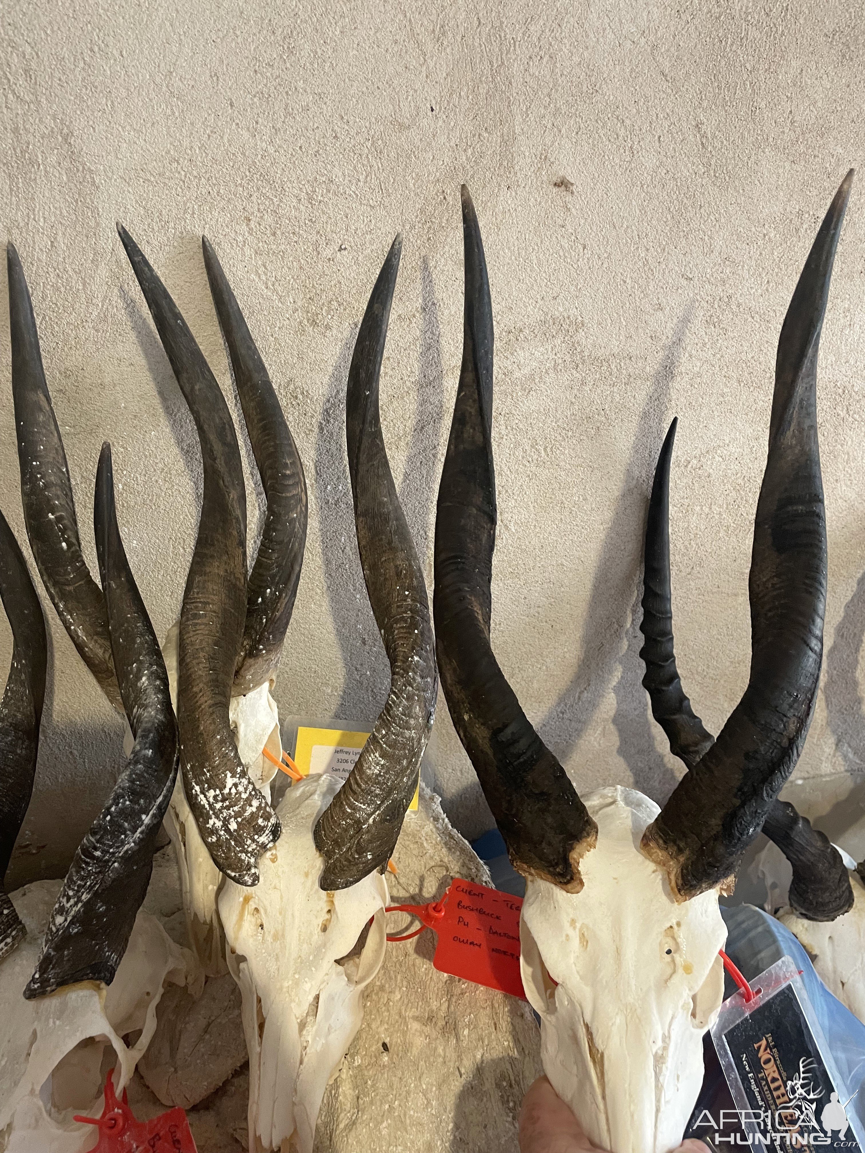 Bushbuck Skull Trophies