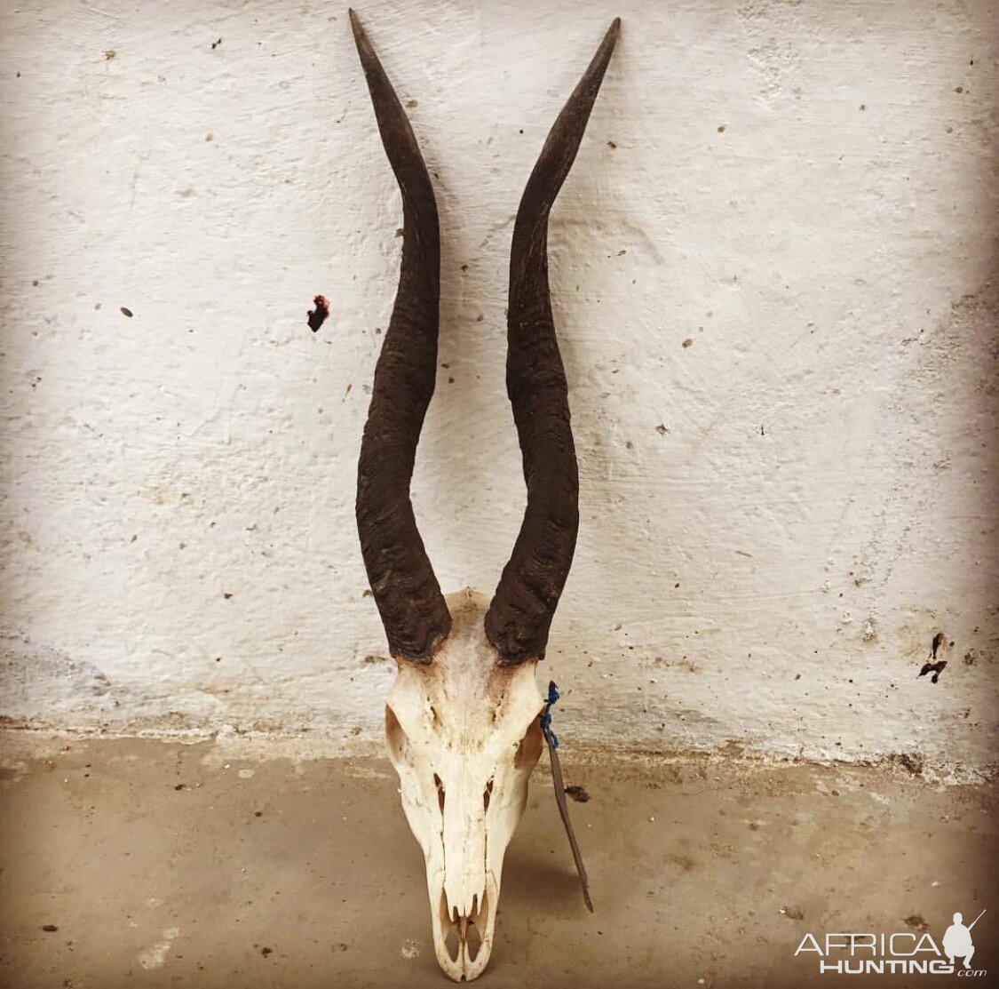 Bushbuck Skull