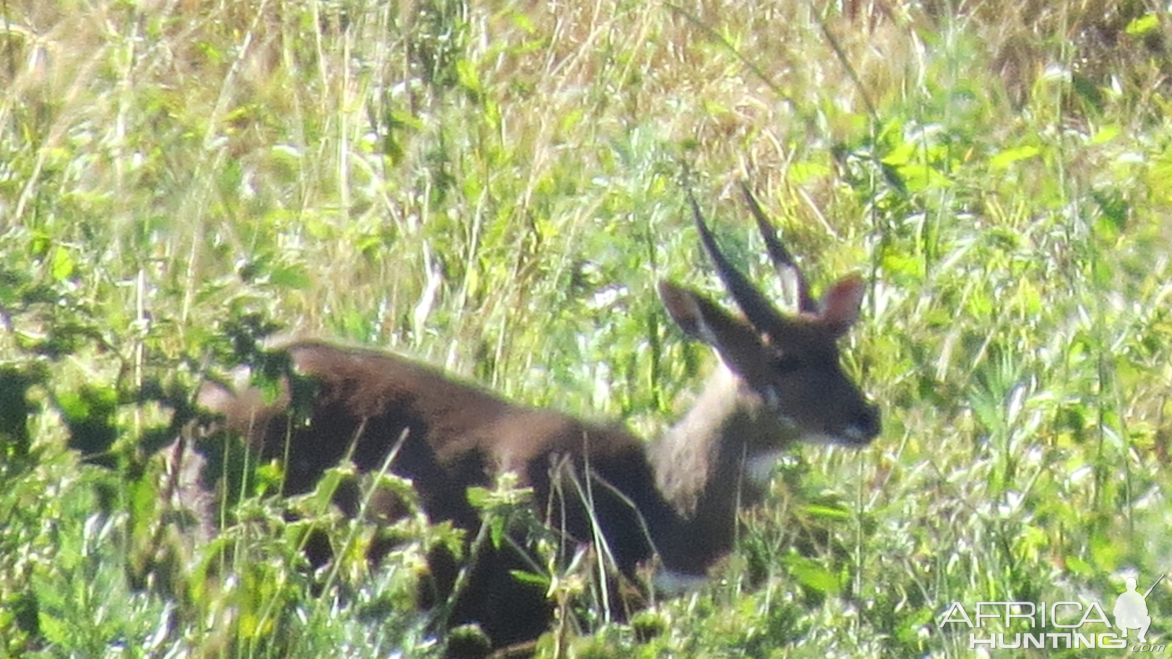 Bushbuck South Africa