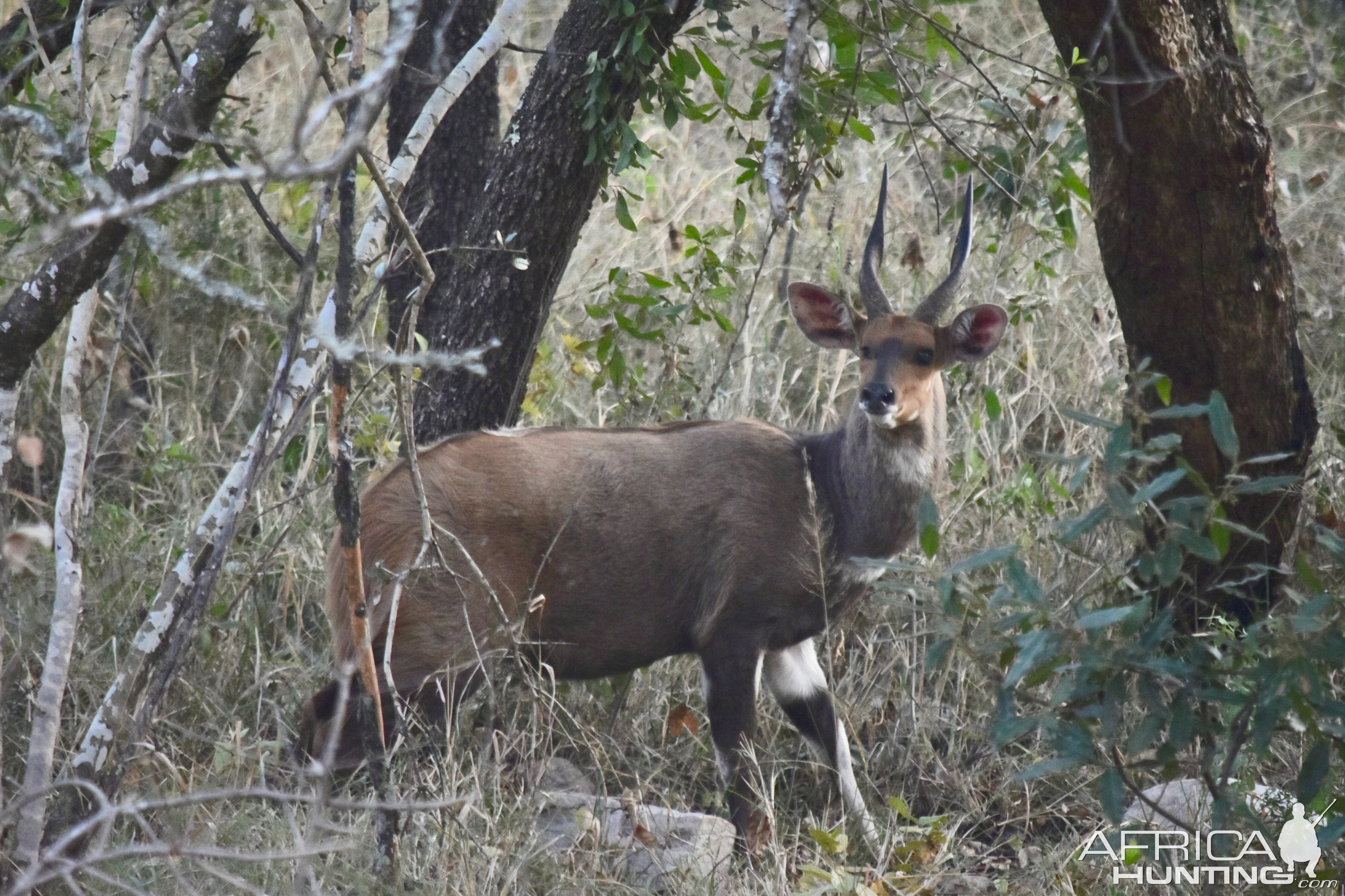 Bushbuck South Africa