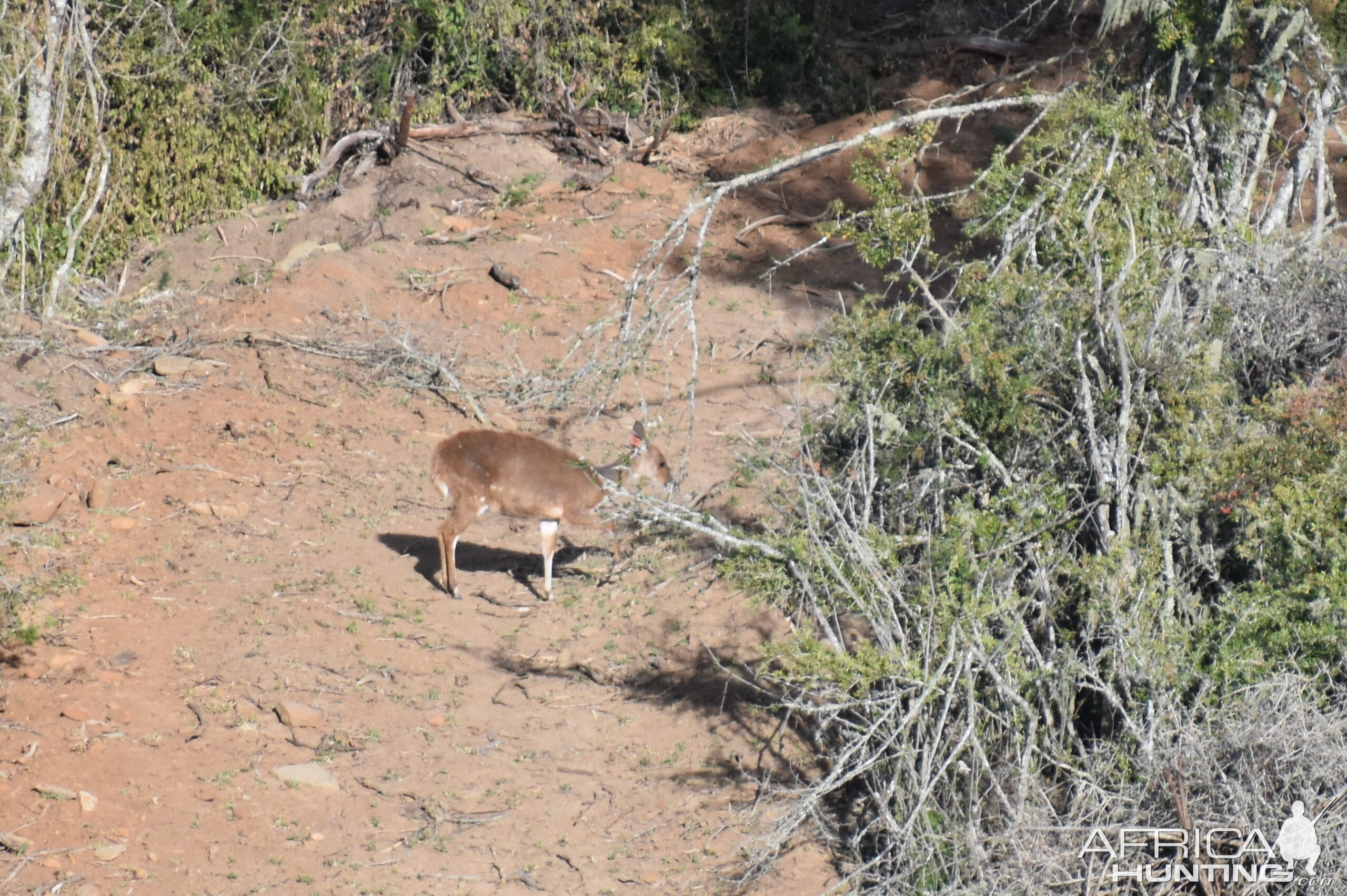 Bushbuck South Africa