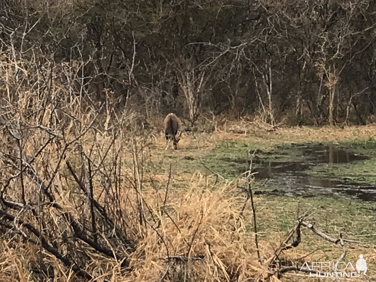 Bushbuck South Africa