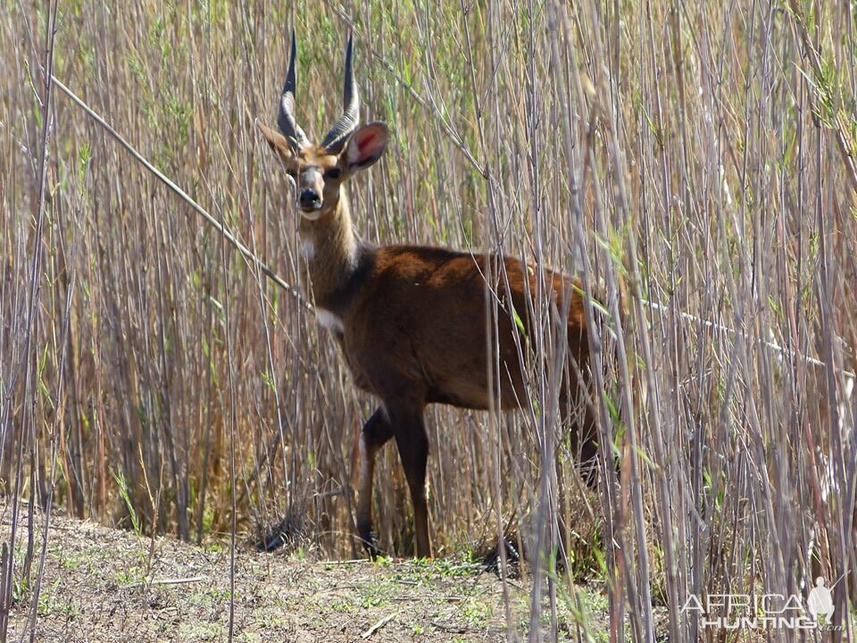 Bushbuck South Africa