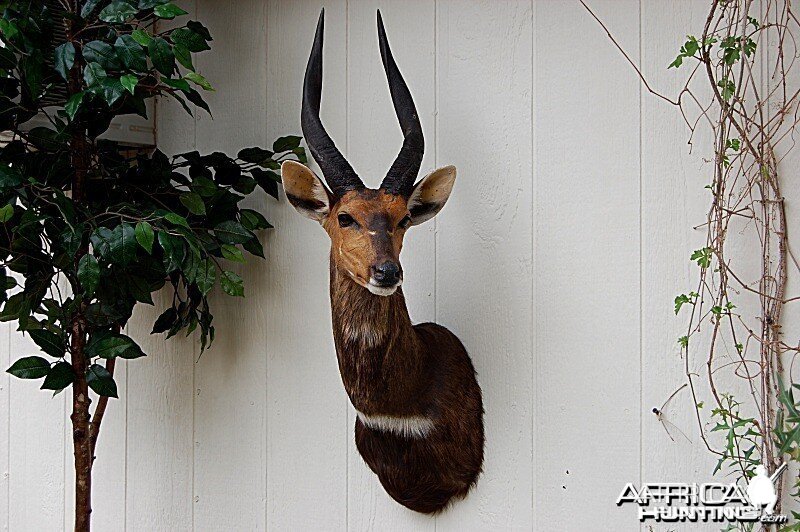 Bushbuck Taxidermy