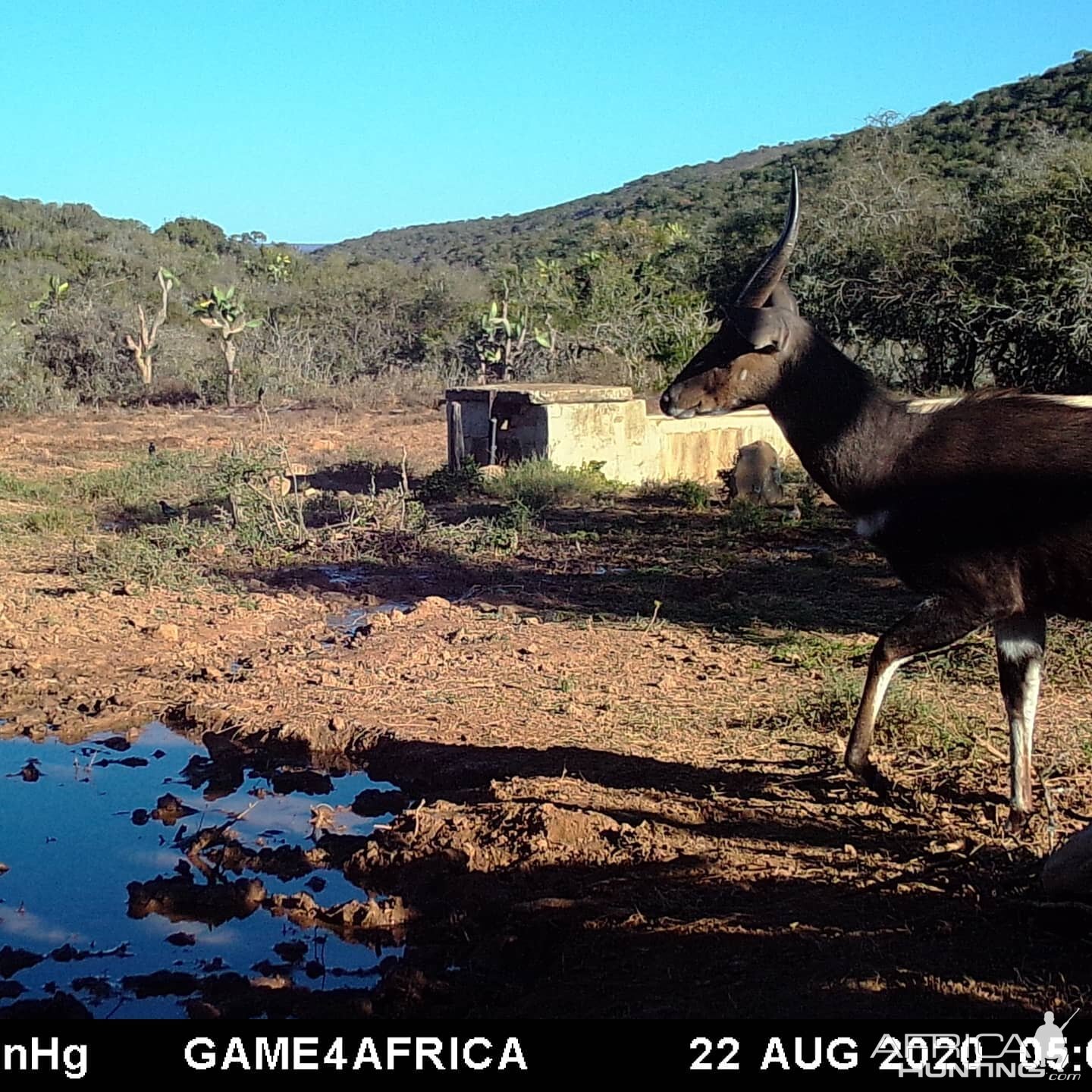 Bushbuck Trail Cam Pictures South Africa