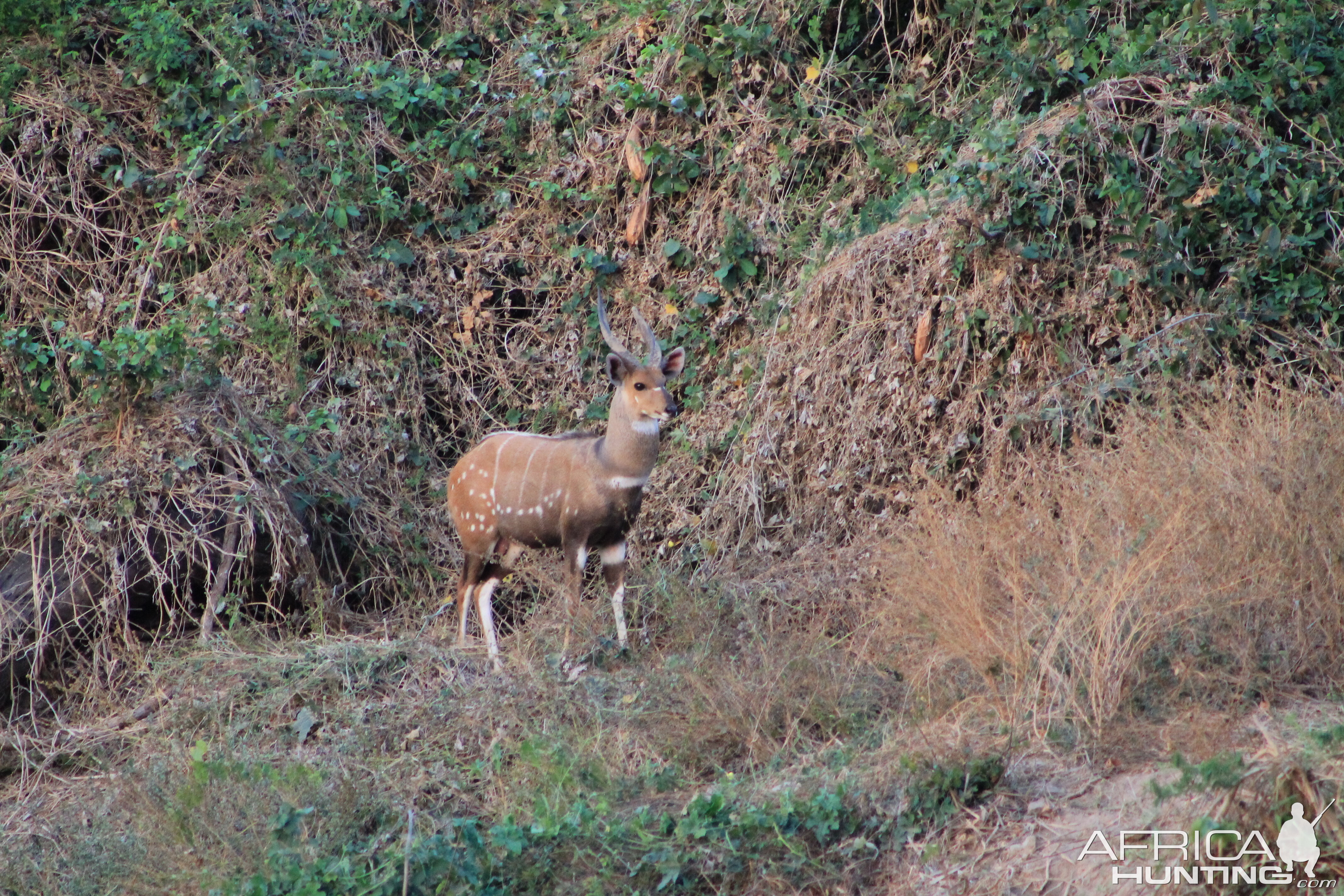 Bushbuck Zambia