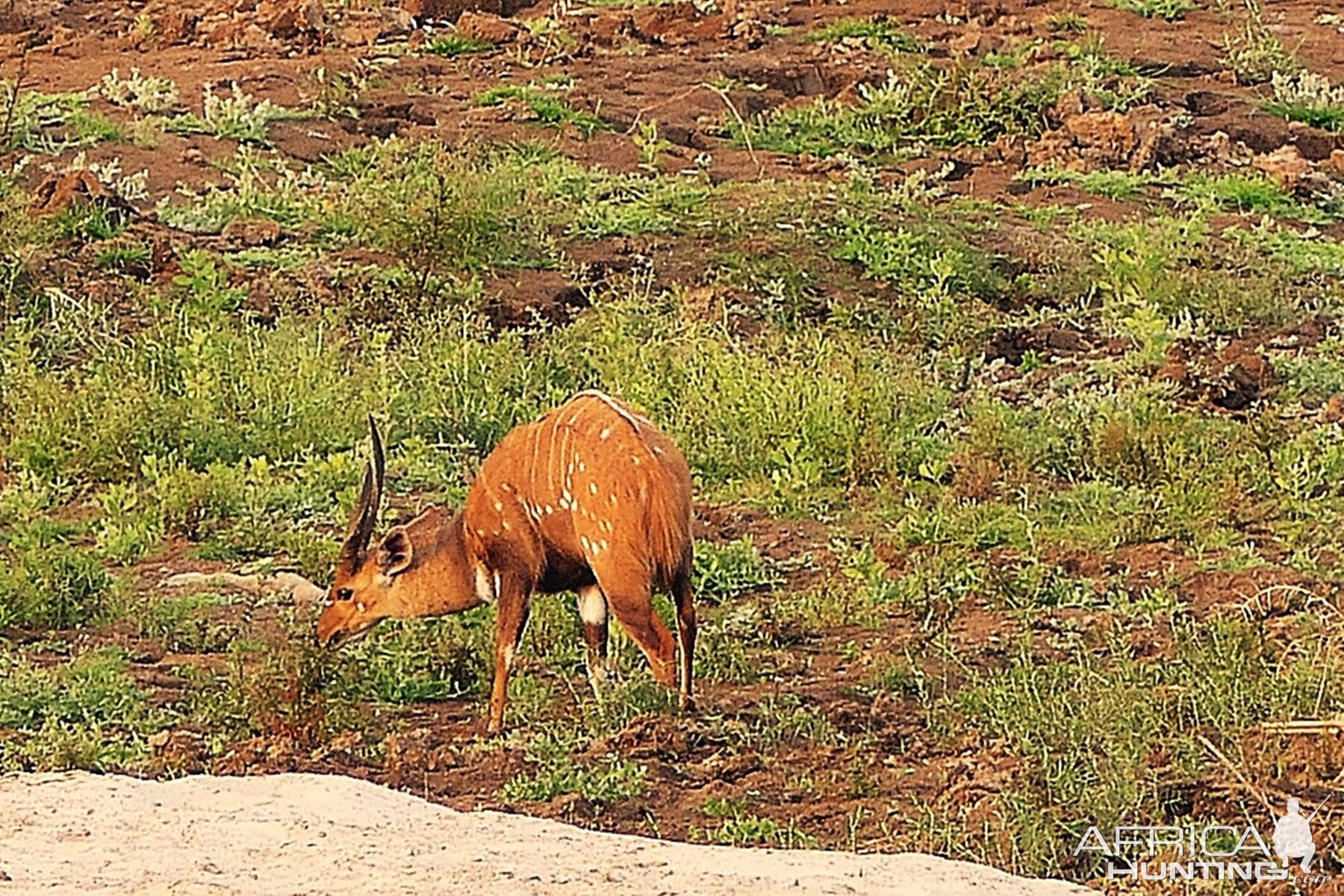 Bushbuck Zambia