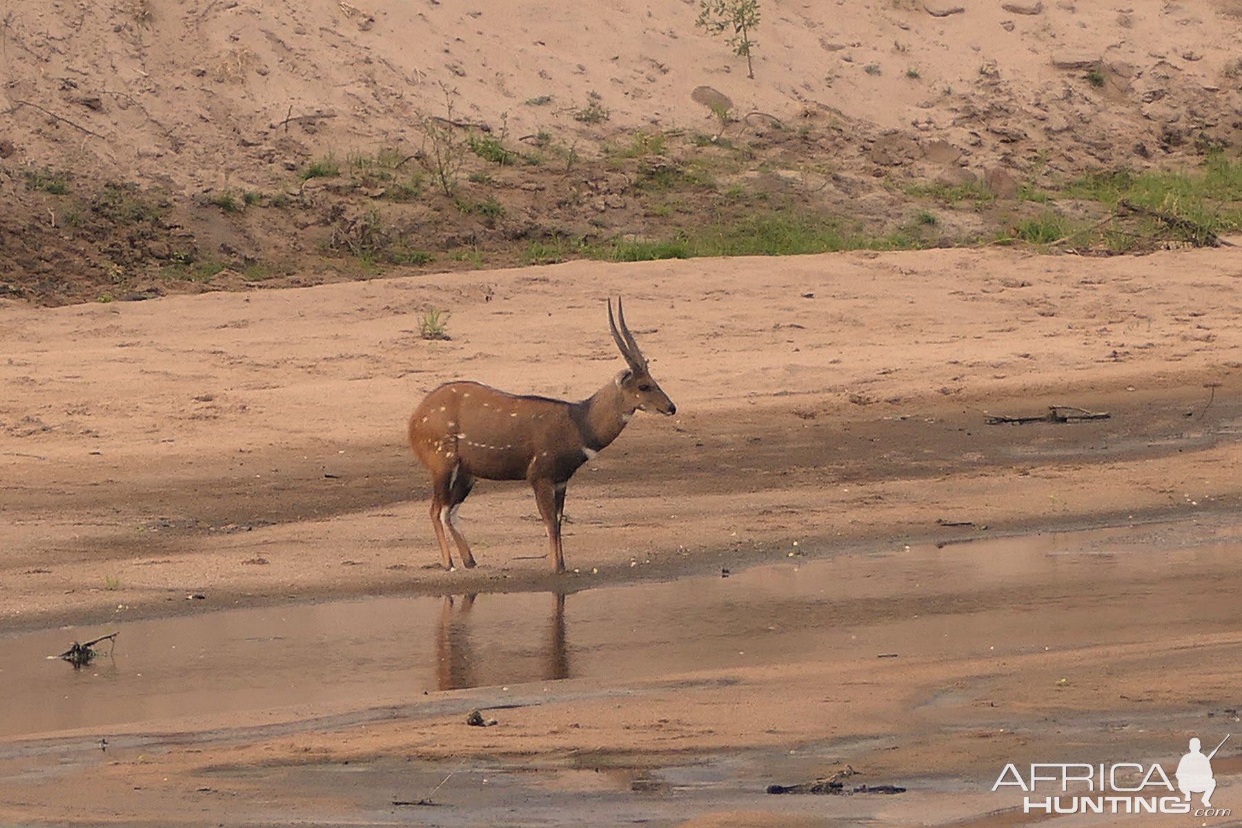 Bushbuck Zambia