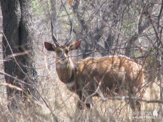 Bushbuck Zimbabwe