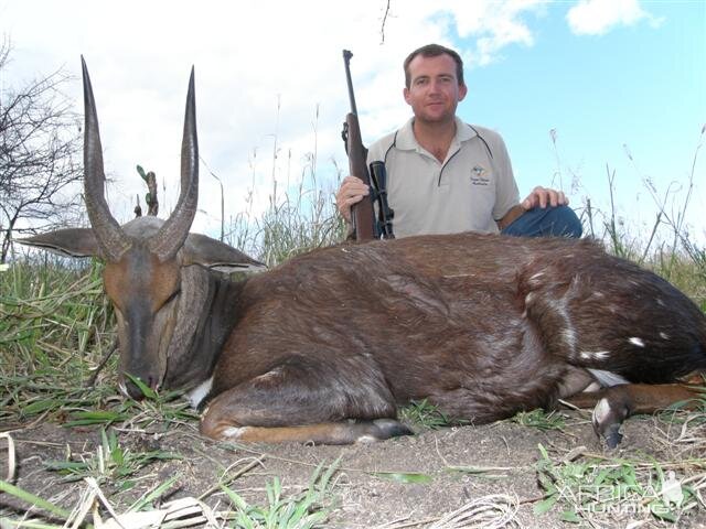 Bushbuck