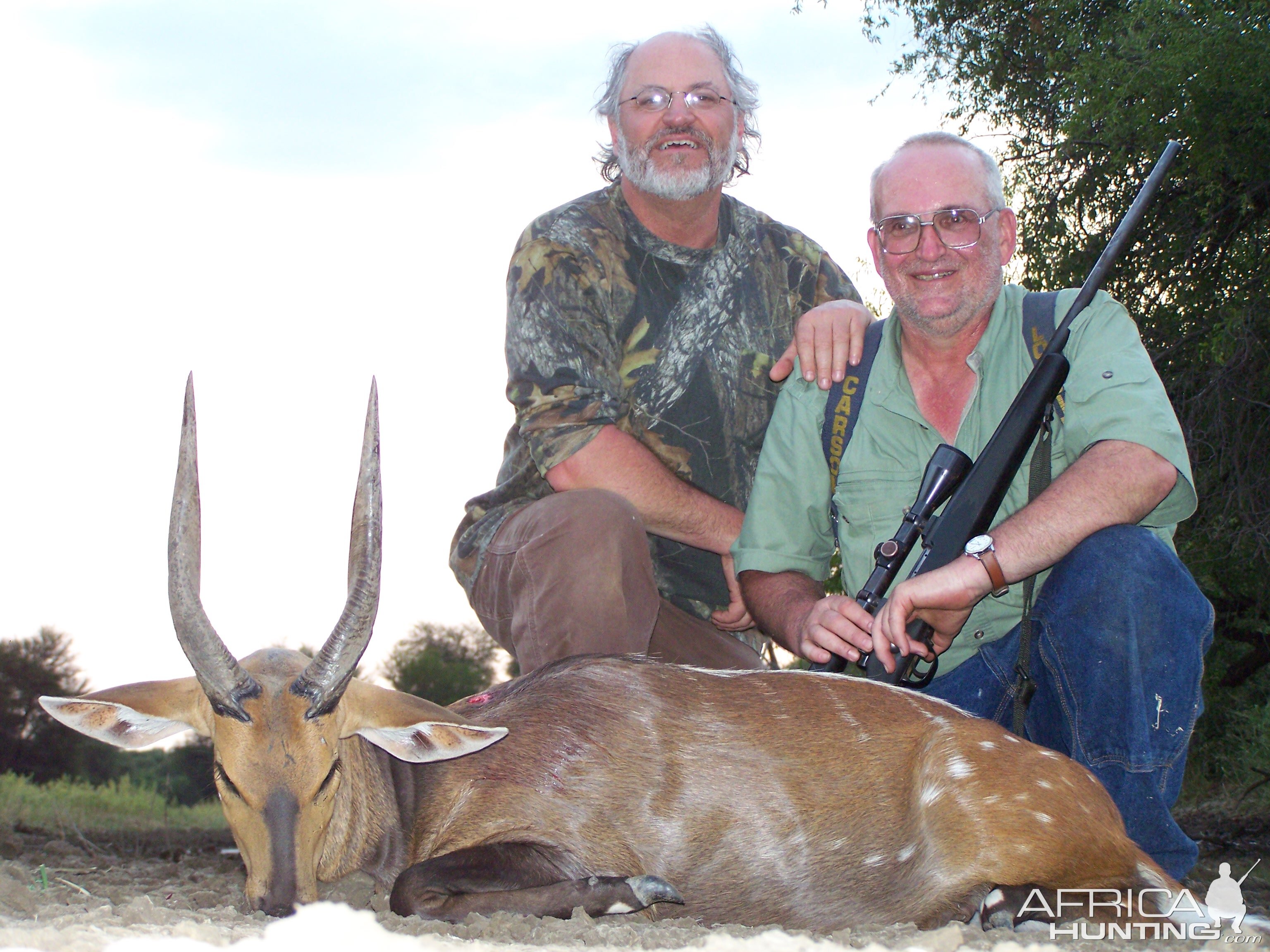 Bushbuck