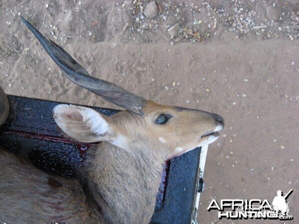 Bushbuck