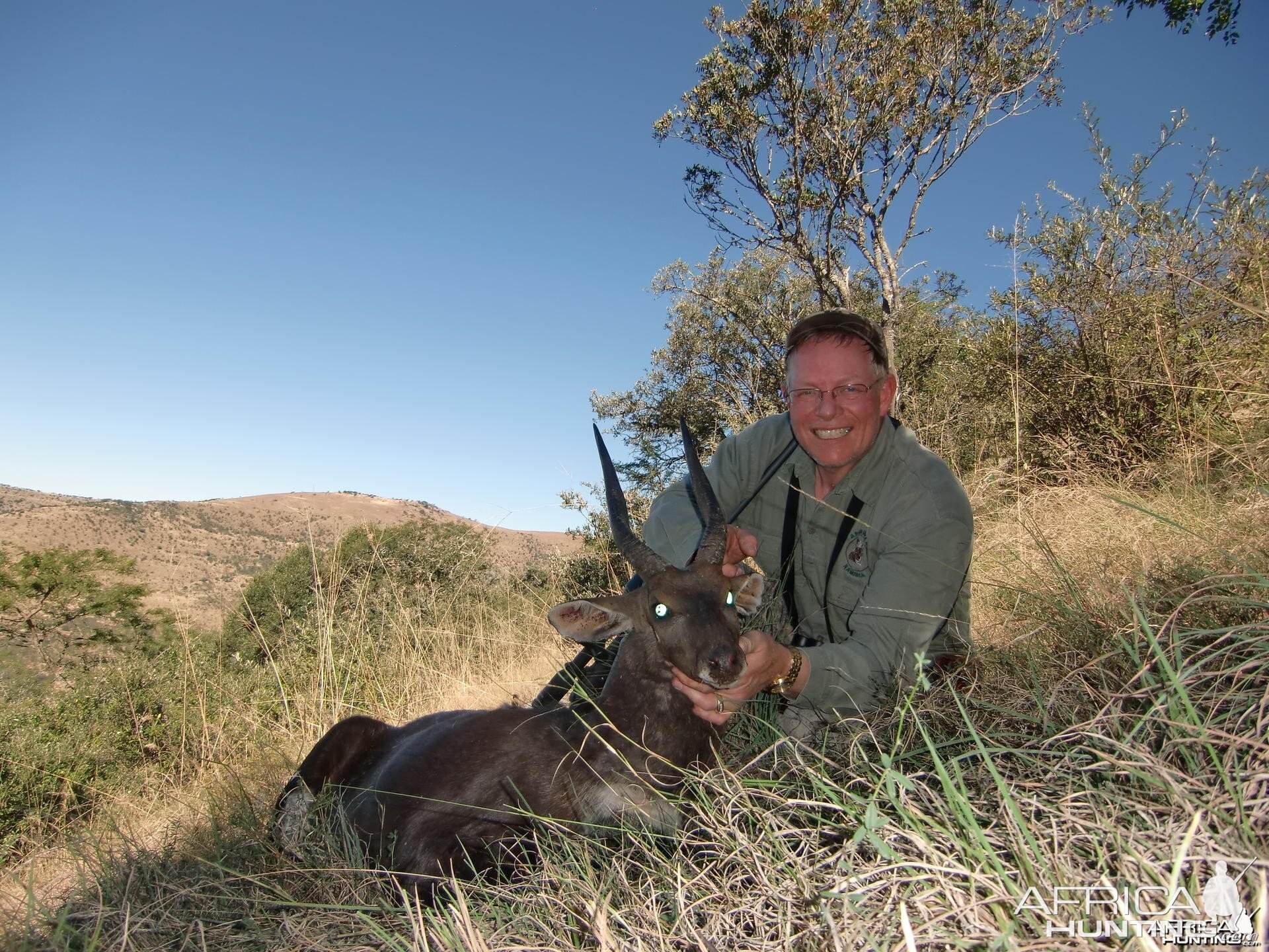 Bushbuck