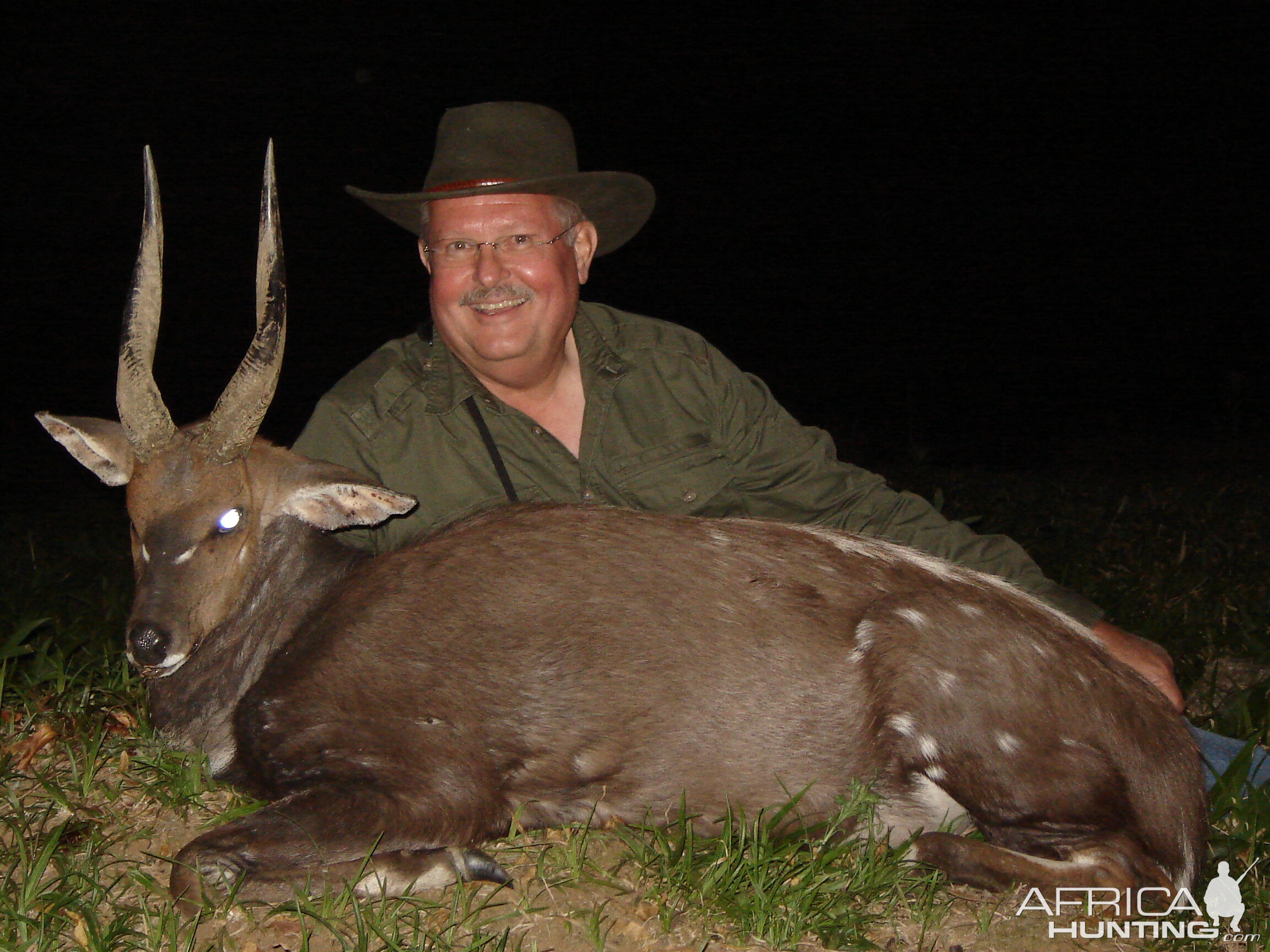 Bushbuck