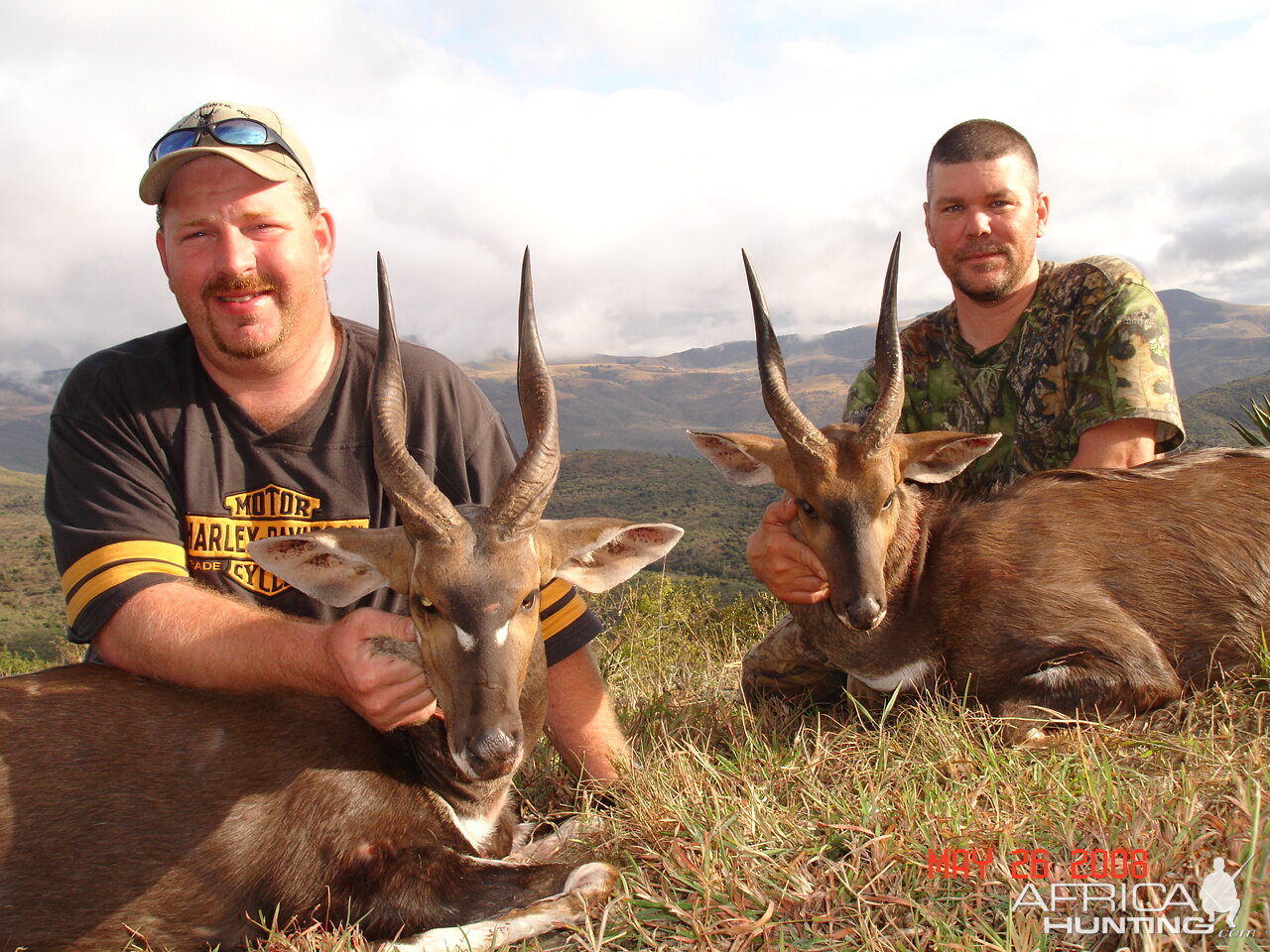 Bushbuck