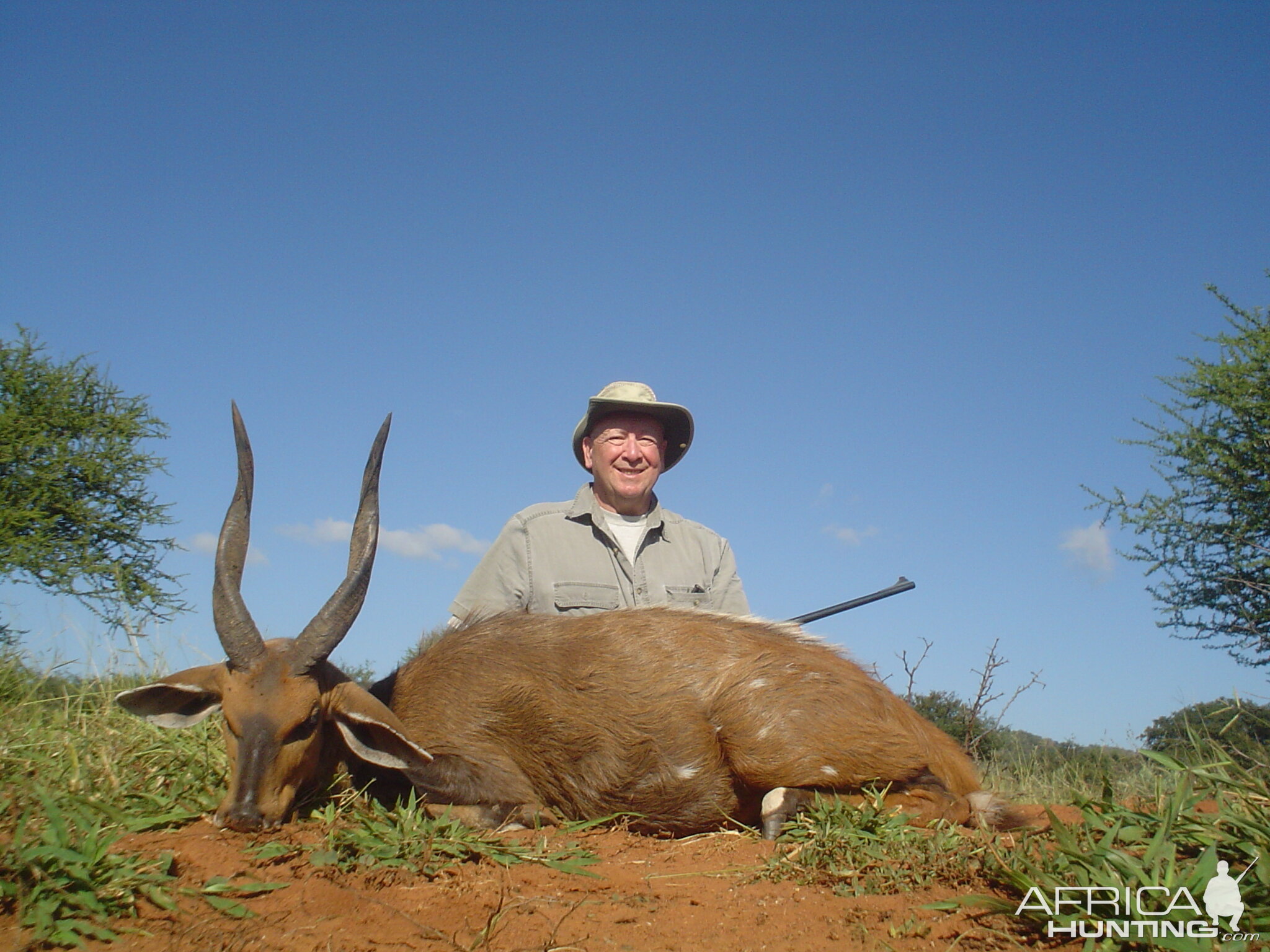 Bushbuck