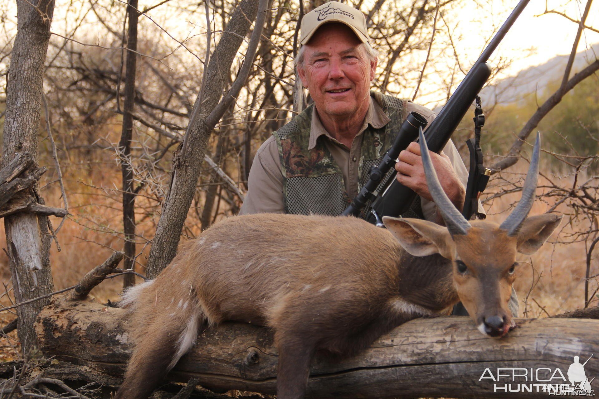 Bushbuck