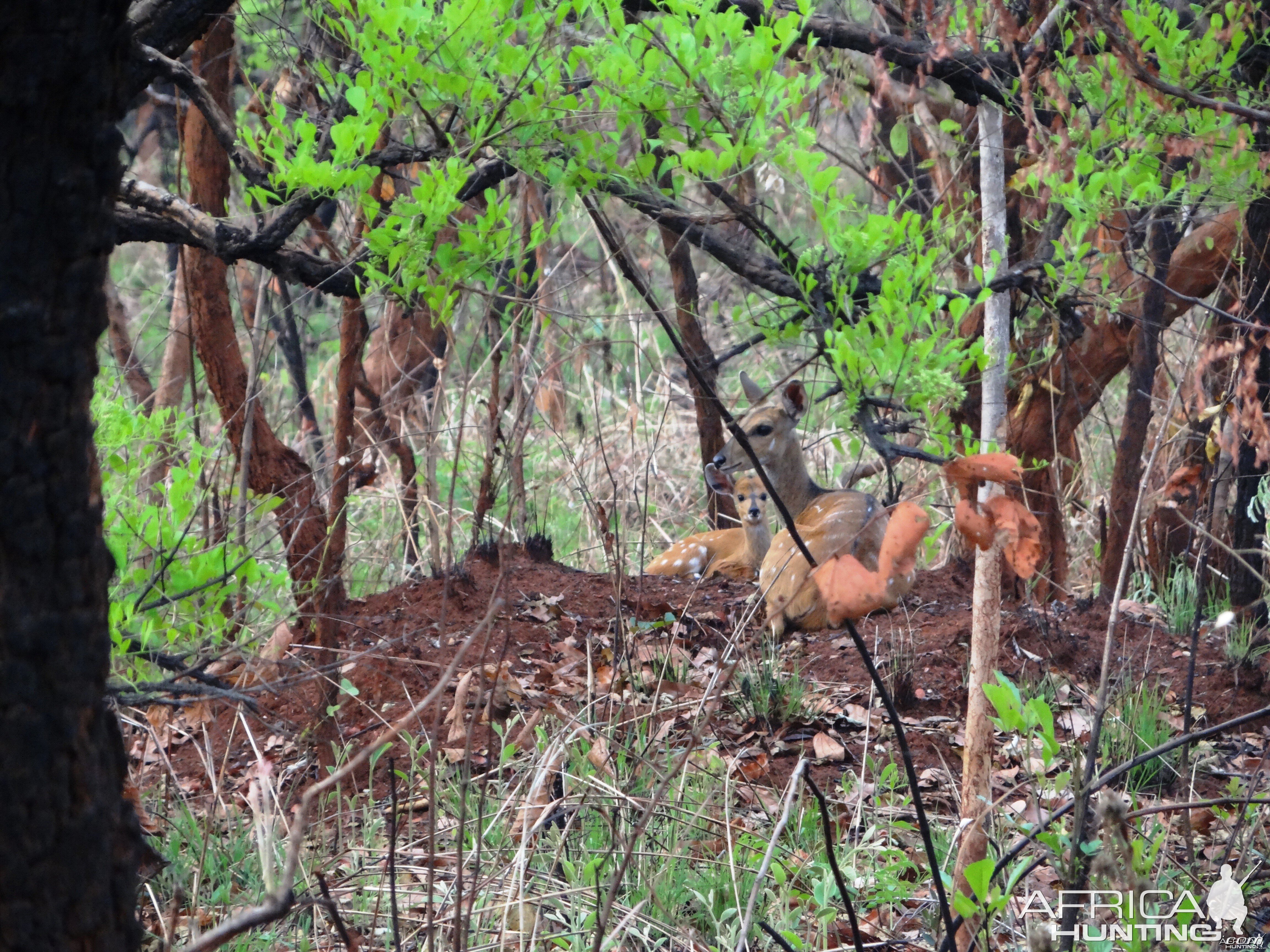 bushbuck