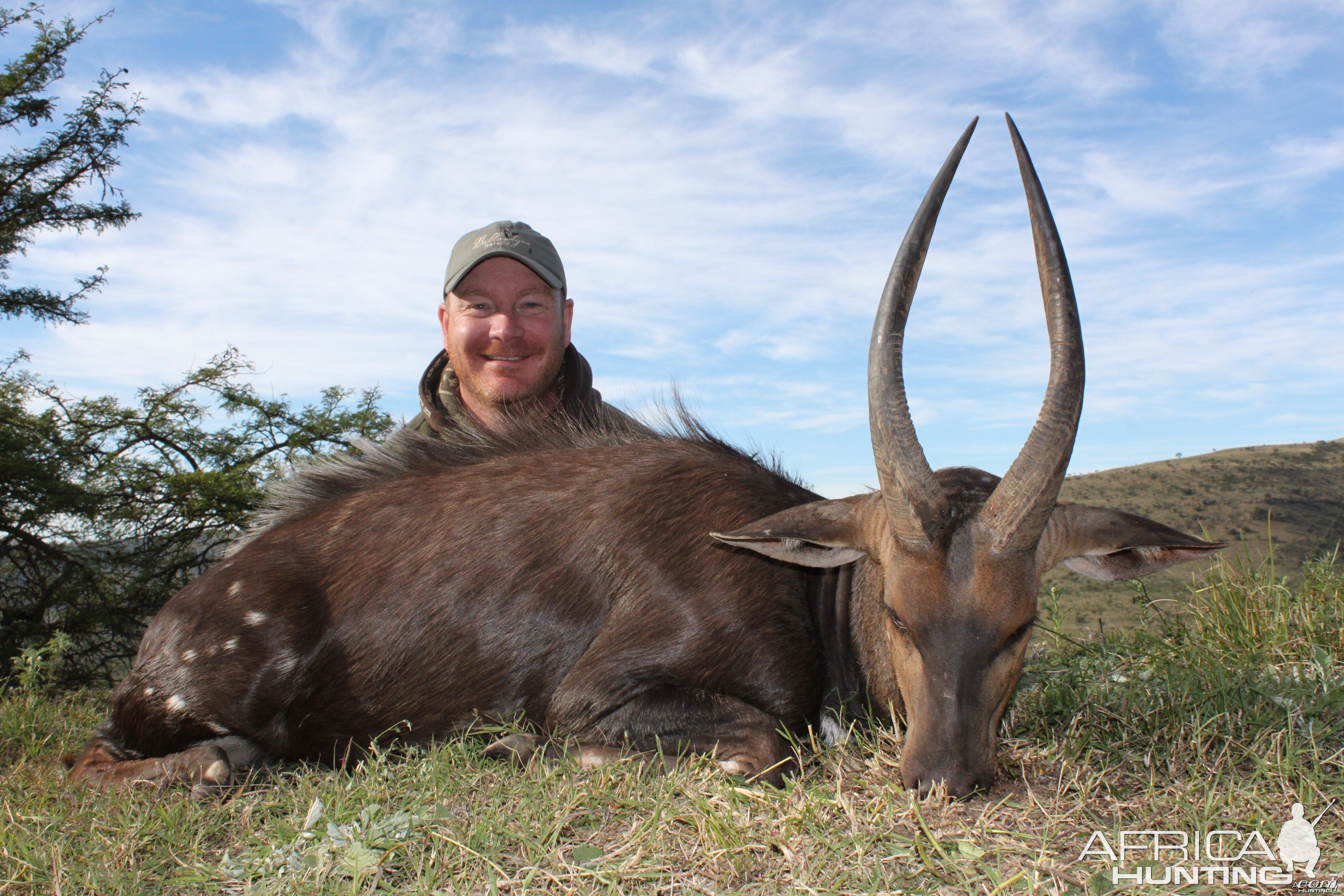 Bushbuck