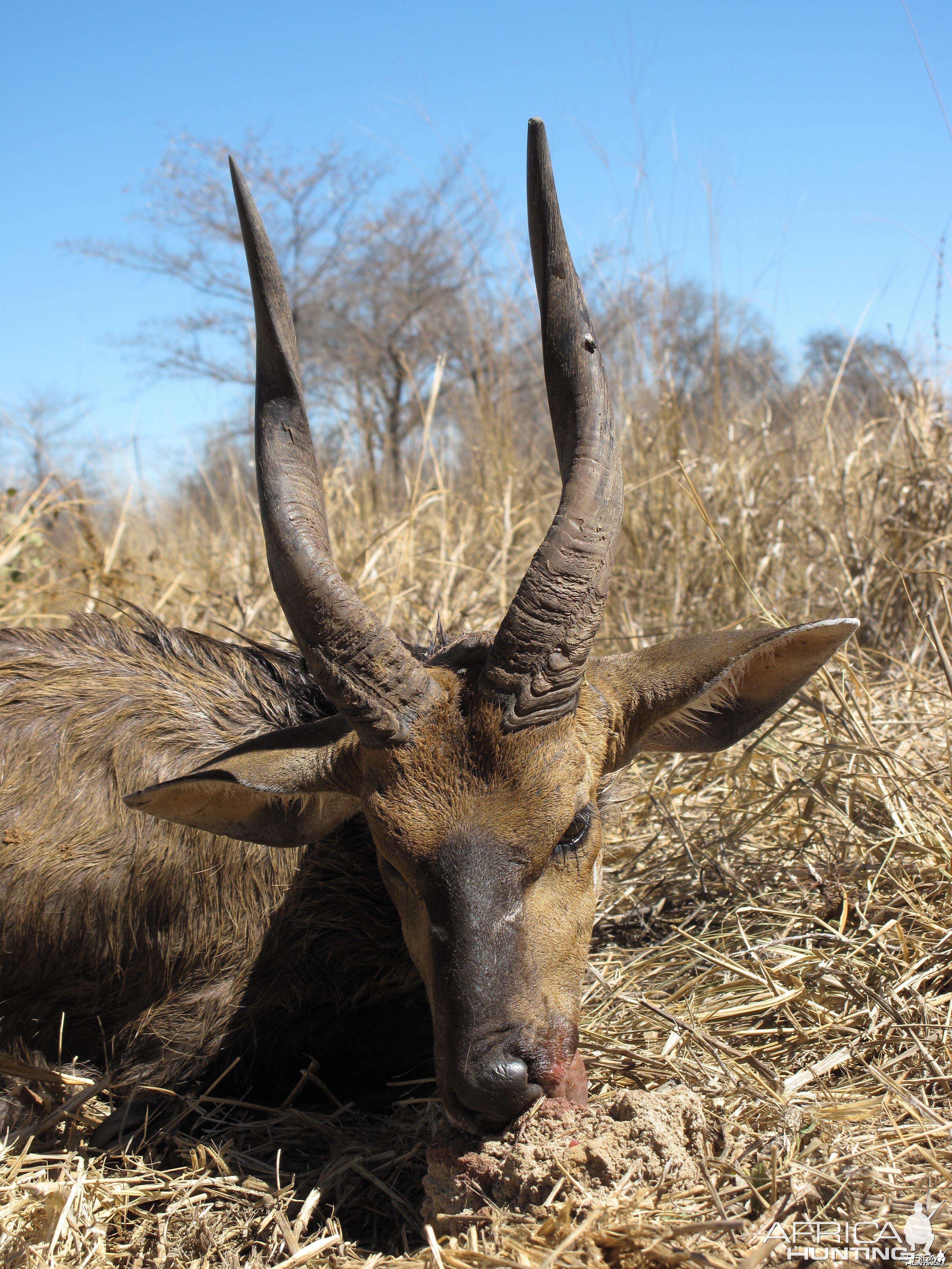 Bushbuck