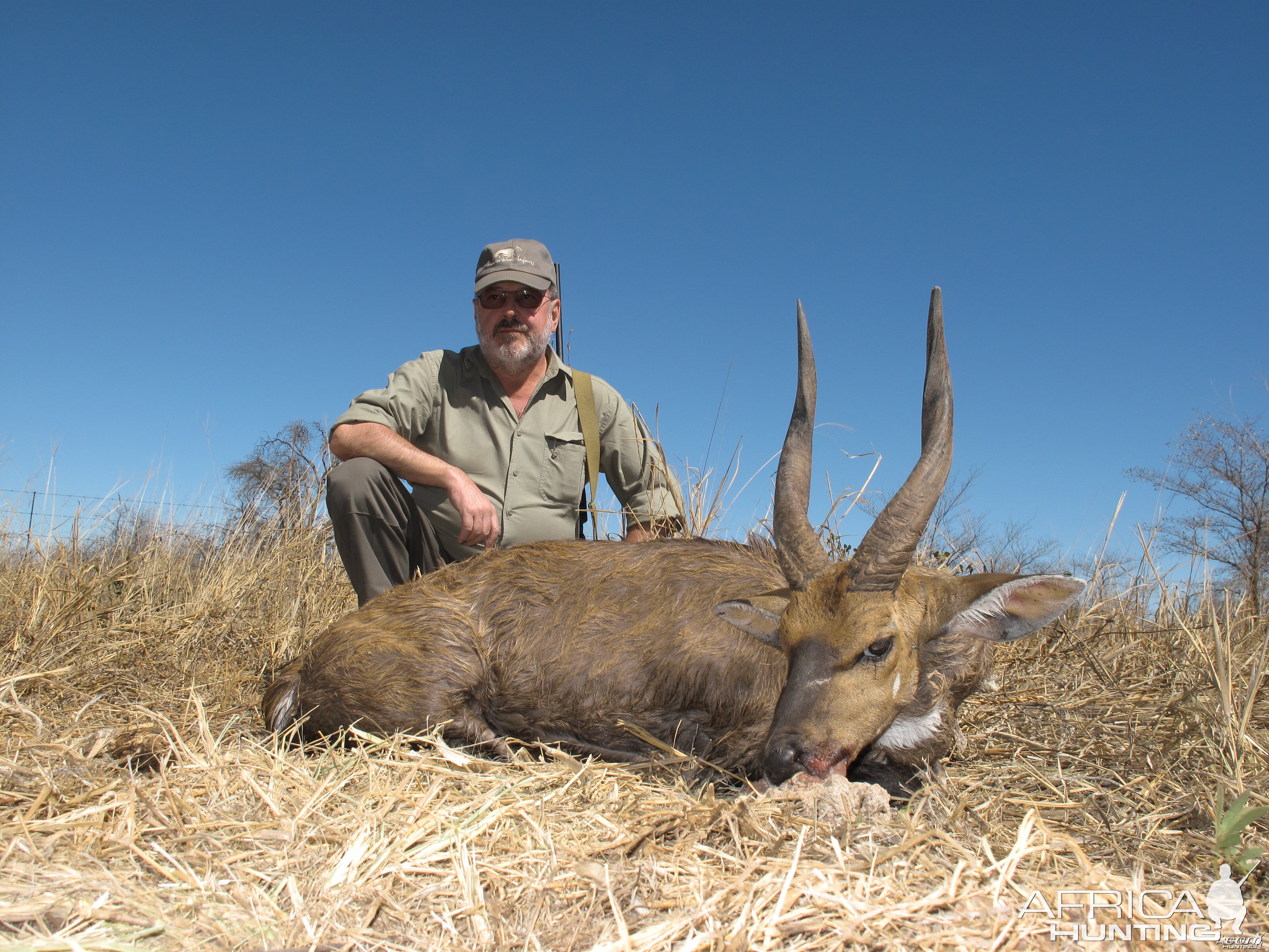 Bushbuck