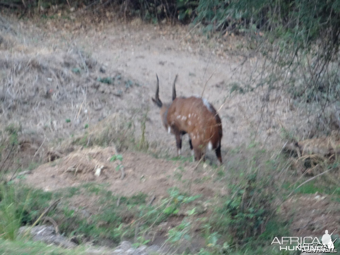 Bushbuck