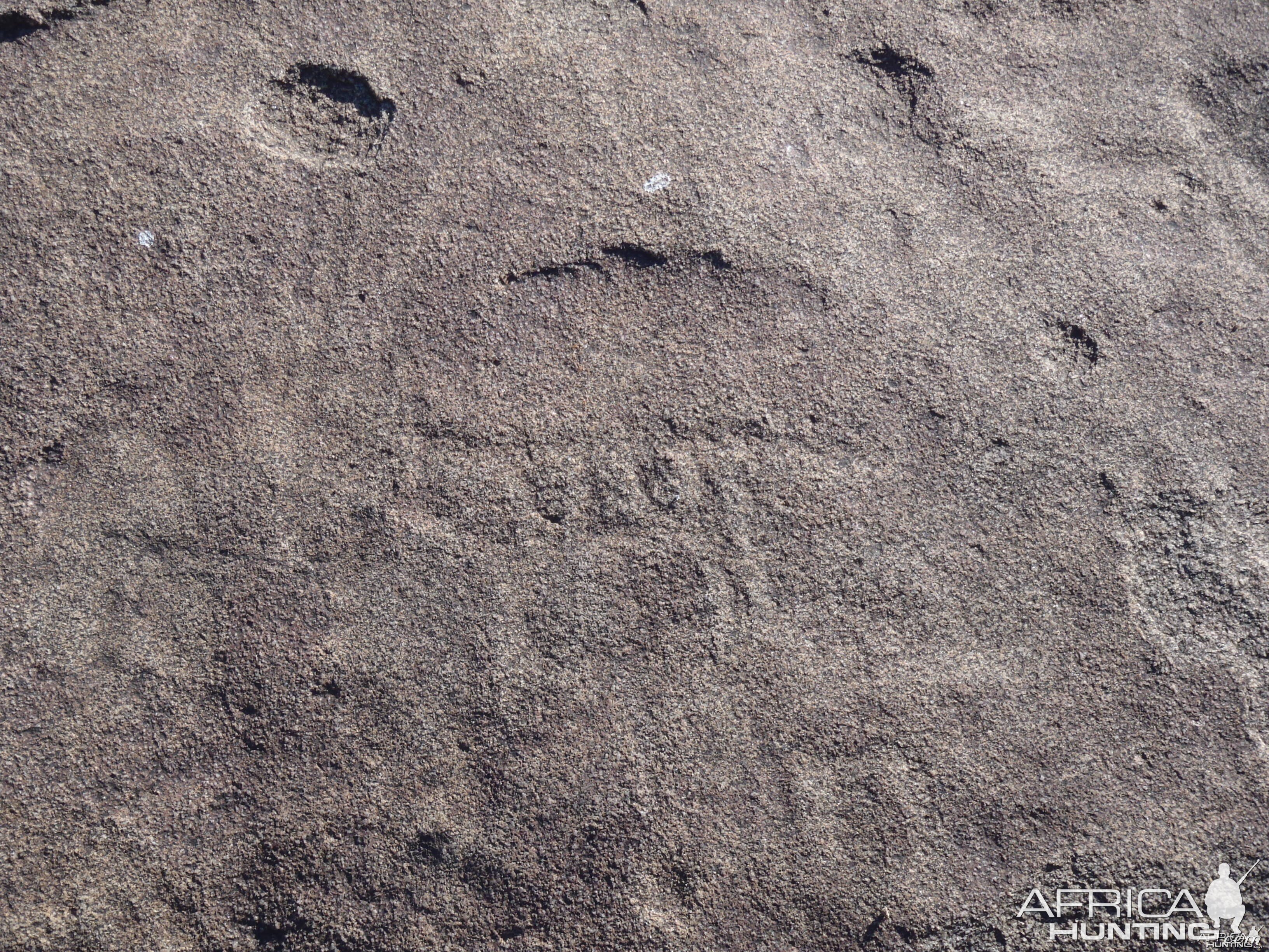 Bushman rock engraving of antelope in Namibia