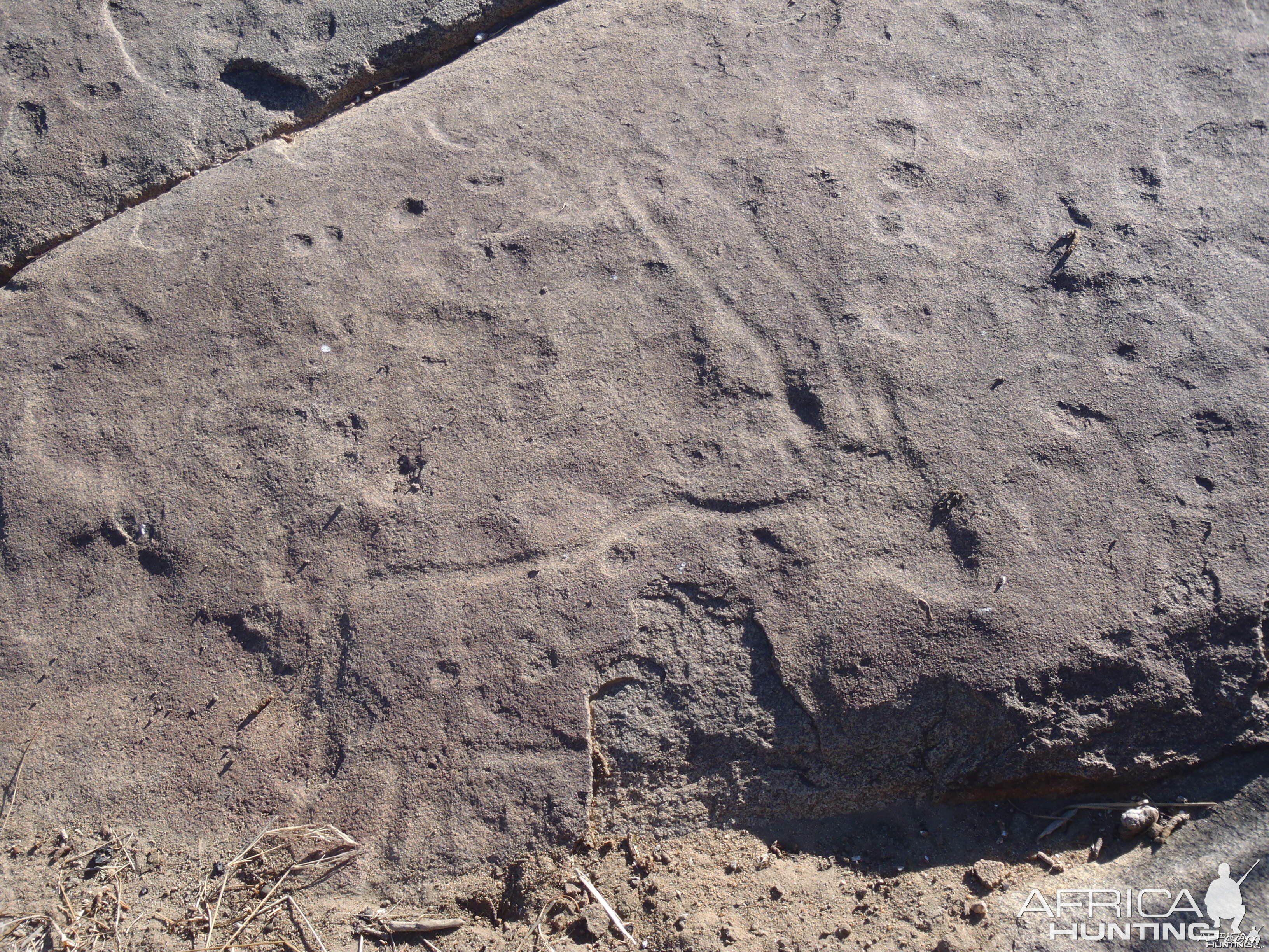 Bushman rock engraving of Gemsbok in Namibia