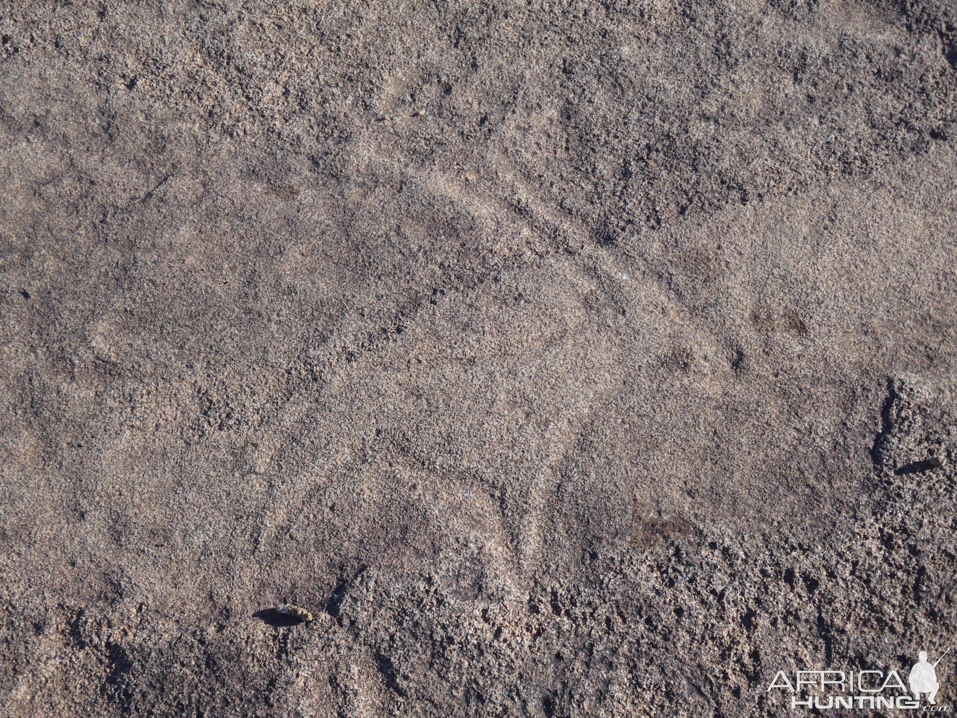 Bushman rock engraving of Gemsbok in Namibia