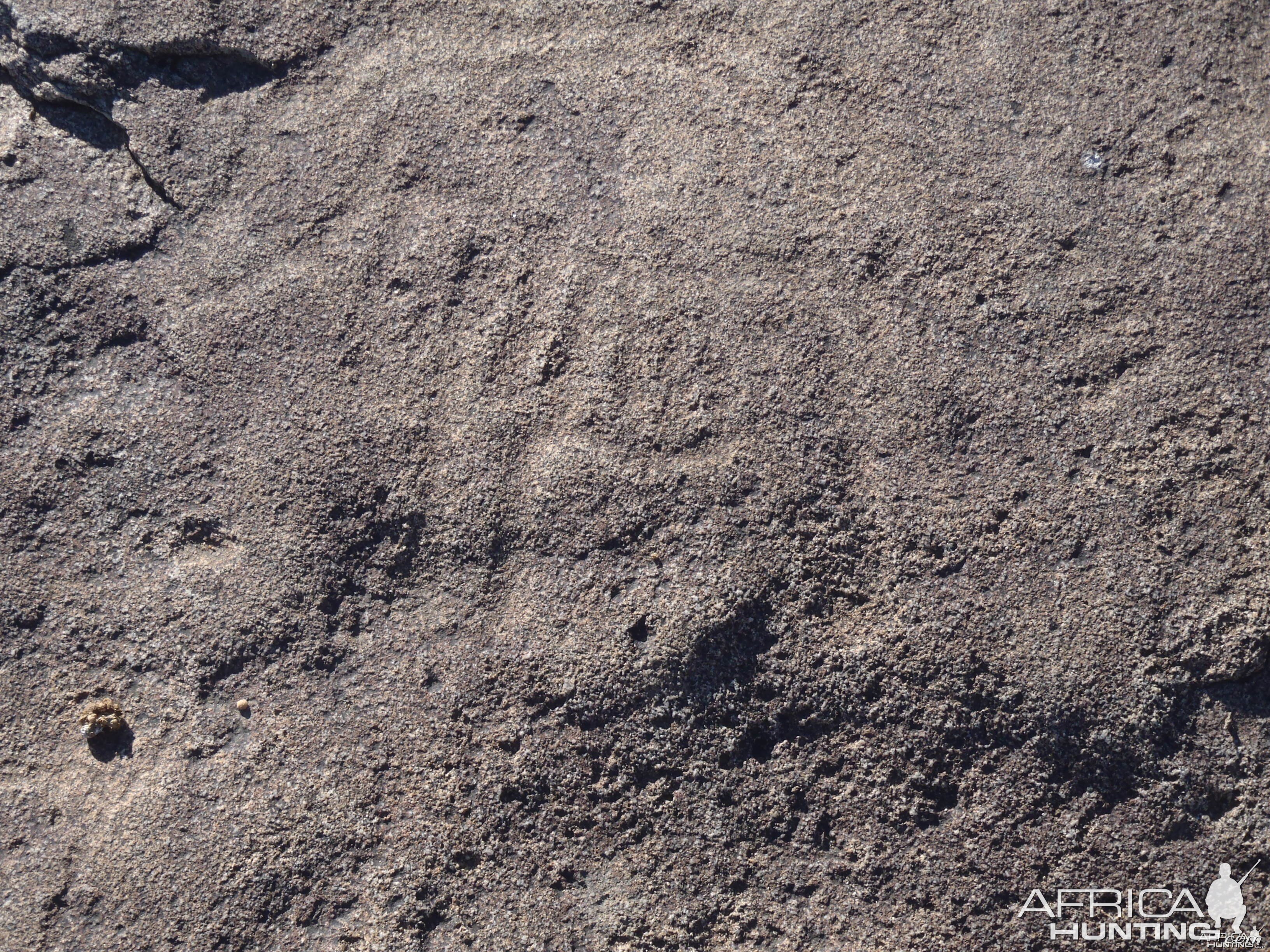 Bushman rock engraving of Lion in Namibia