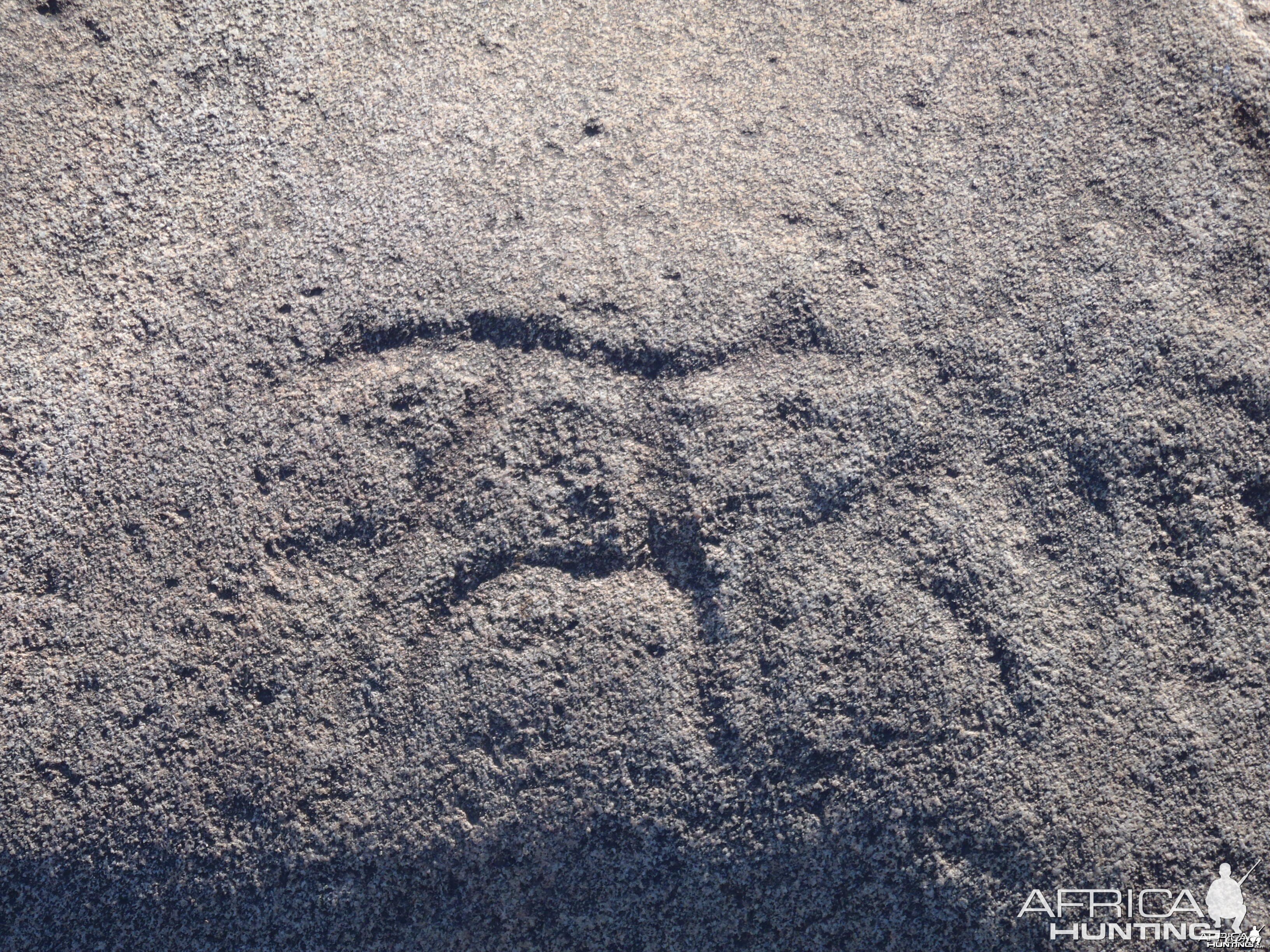 Bushman rock engraving of Warthog in Namibia