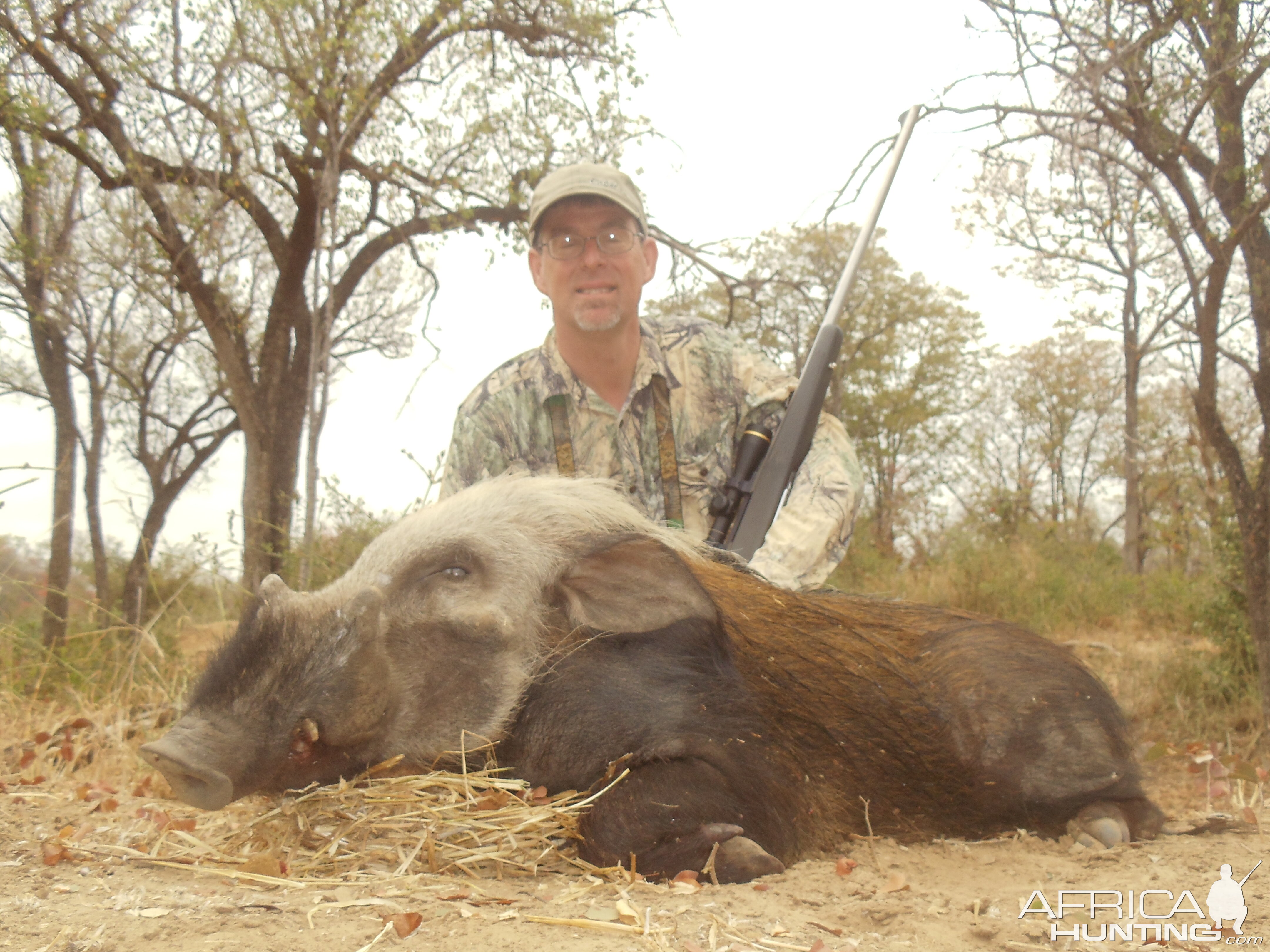 Bushpig Africa