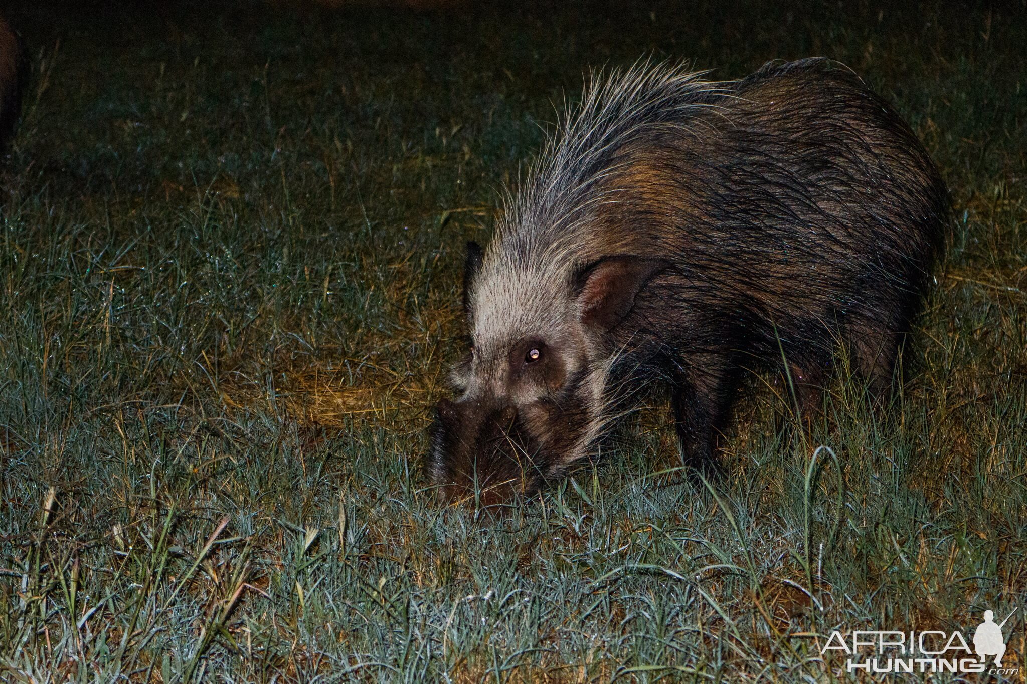 Bushpig at night South Africa