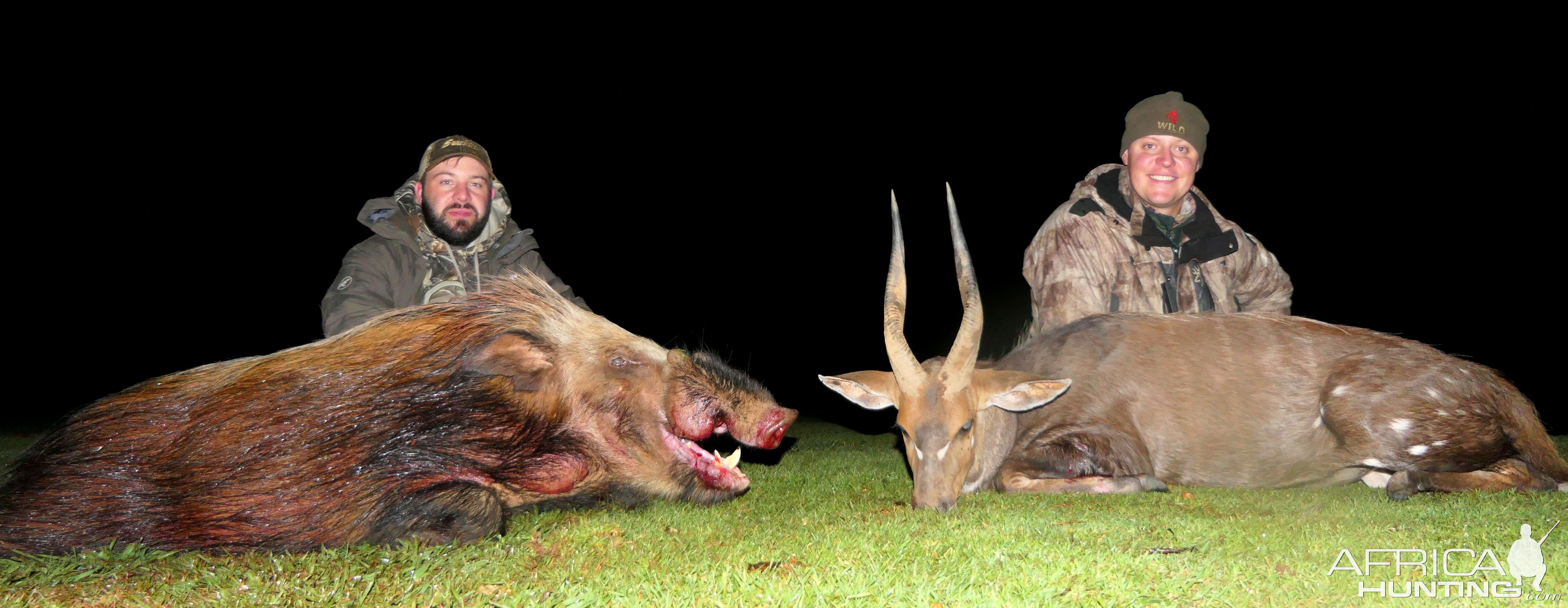 Bushpig Boar and Bushbuck