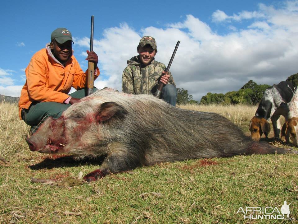 Bushpig Boar with Hounds