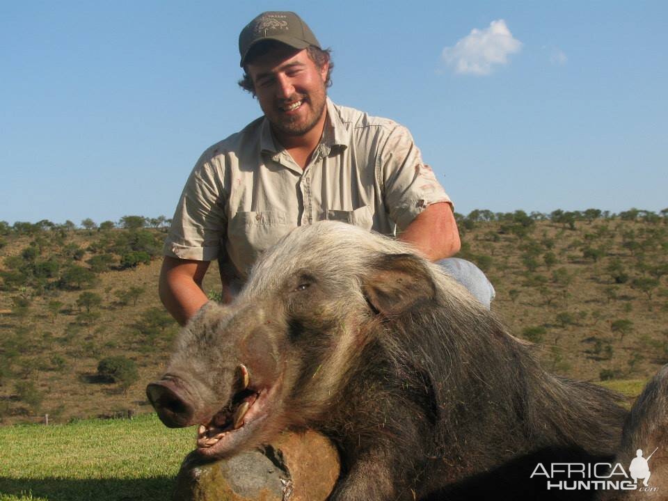 Bushpig Boar with Hounds.