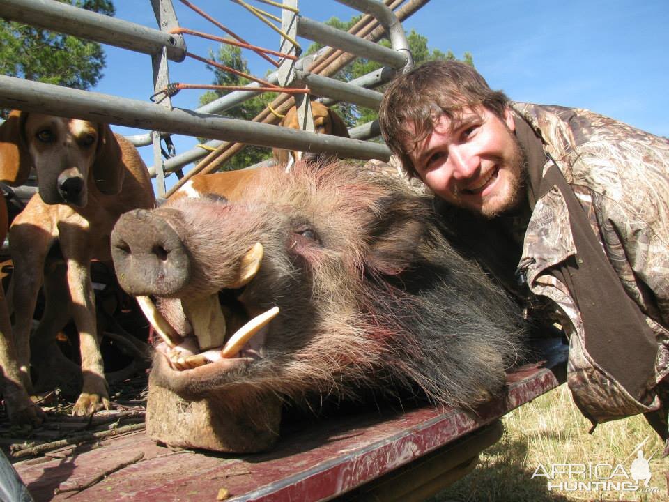 Bushpig Boar with Hounds