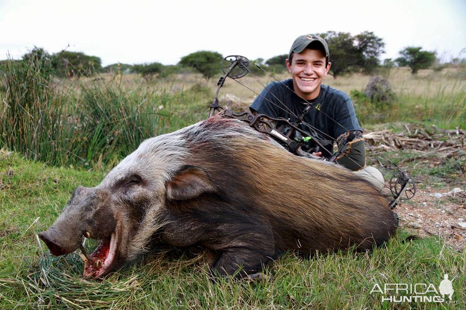 Bushpig Boar