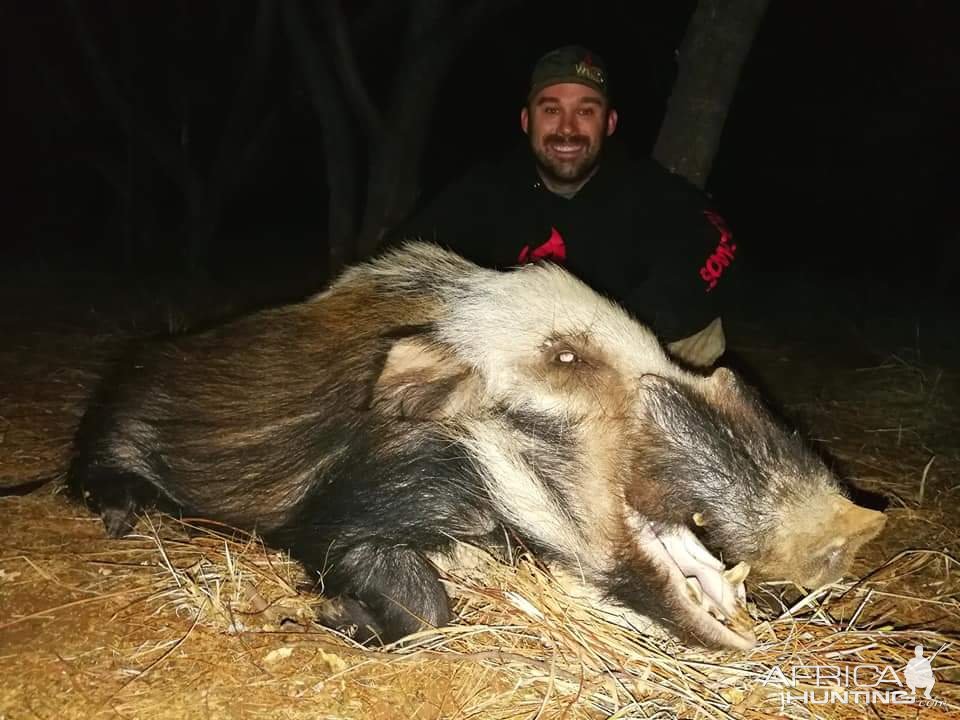 Bushpig Boar