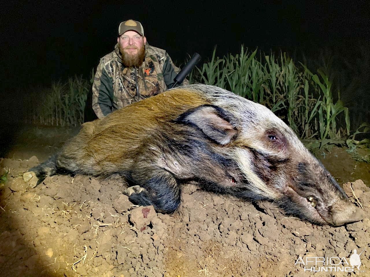 Bushpig Boar