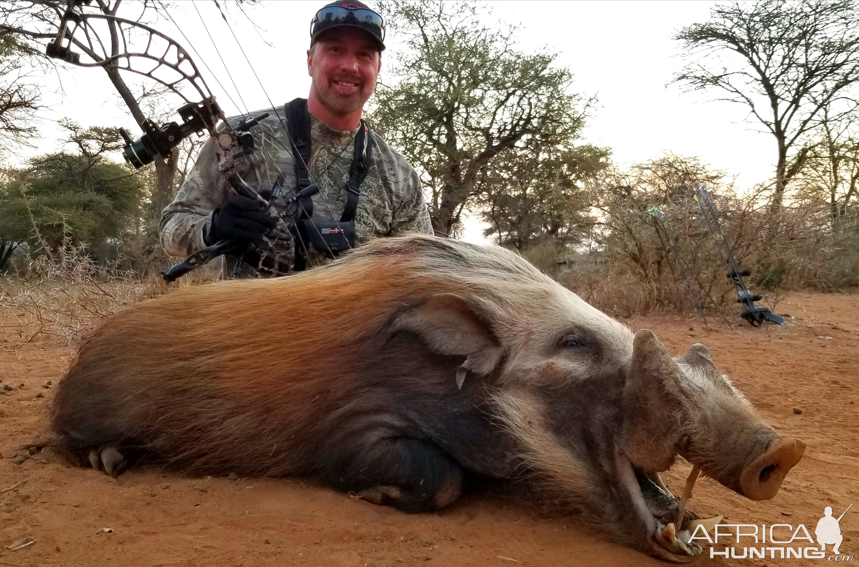 Bushpig Boar