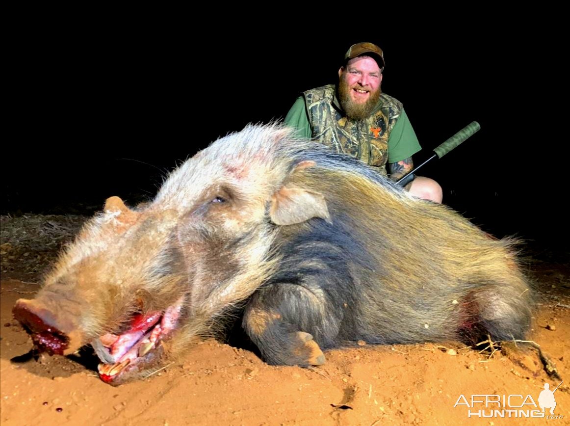 Bushpig Boar